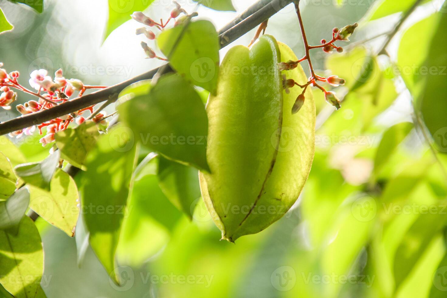 Carambola or star fruit each hanging on the tree photo