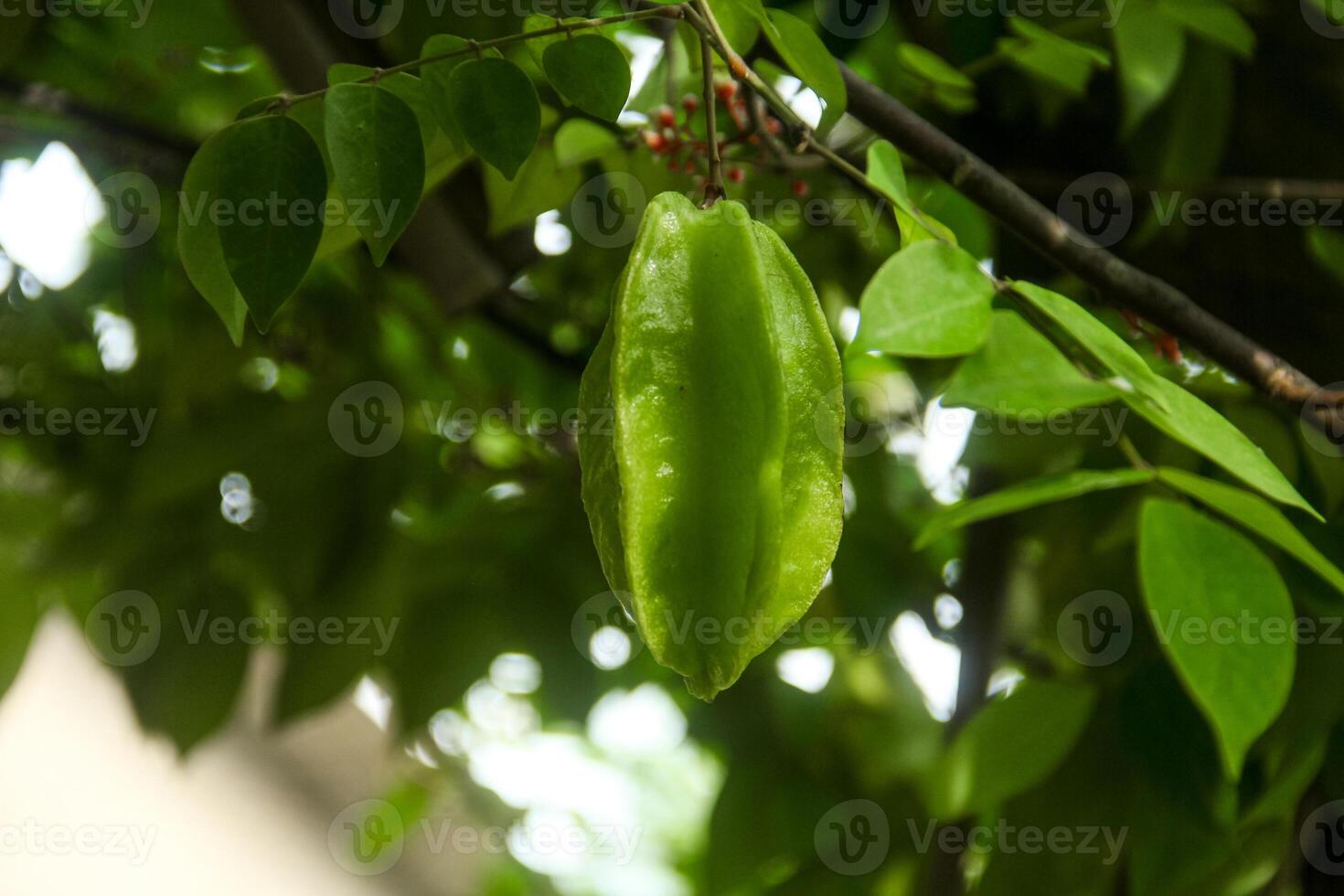 Carambola or star fruit each hanging on the tree photo
