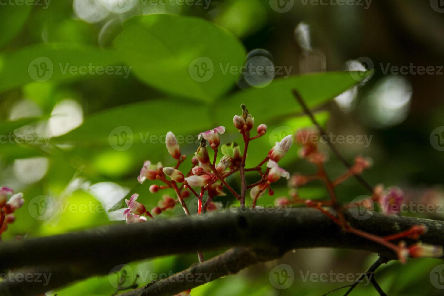 Flowers from the star fruit pistils that bloom before becoming fresh star fruit photo