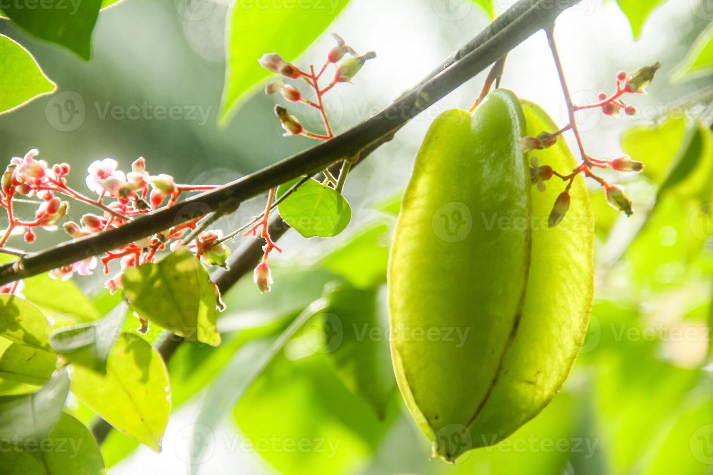 Carambola or star fruit each hanging on the tree photo