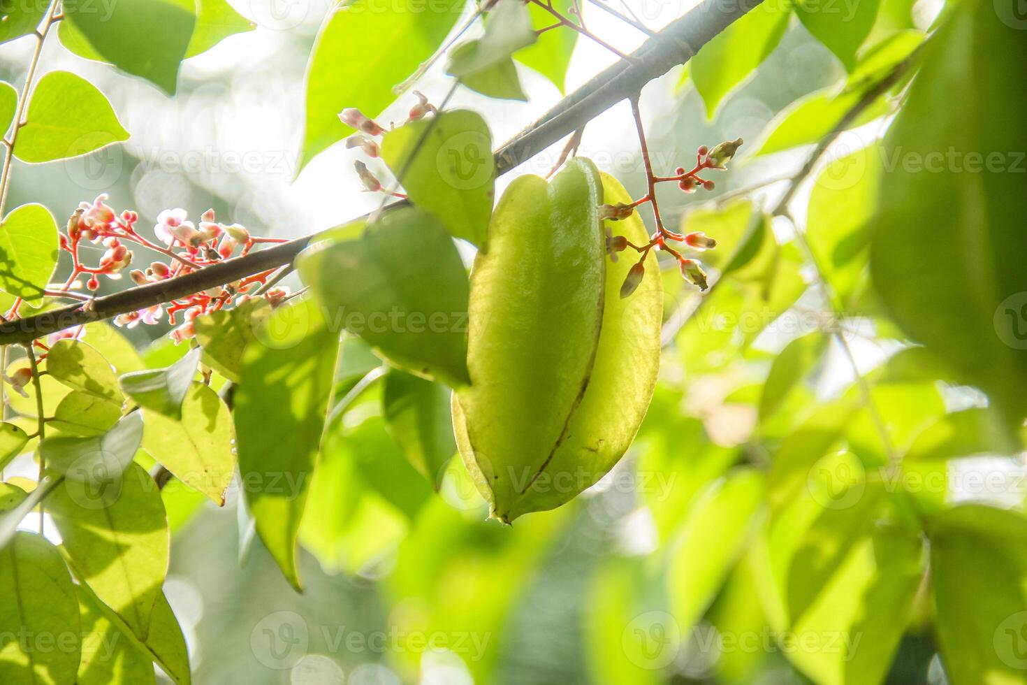 Carambola or star fruit each hanging on the tree photo