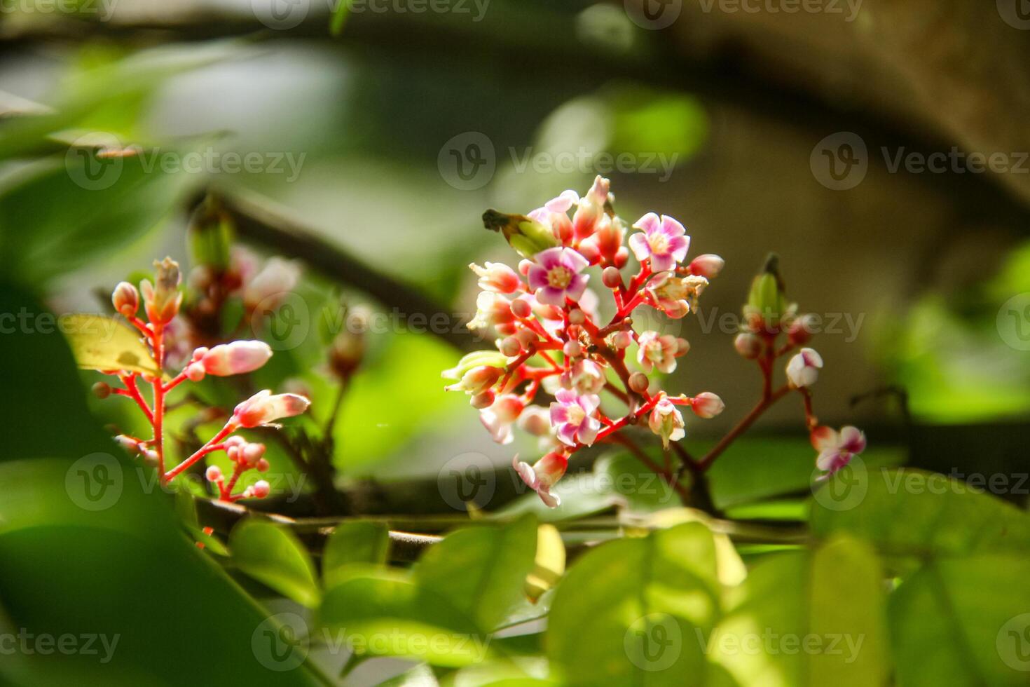 Flowers from the star fruit pistils that bloom before becoming fresh star fruit photo
