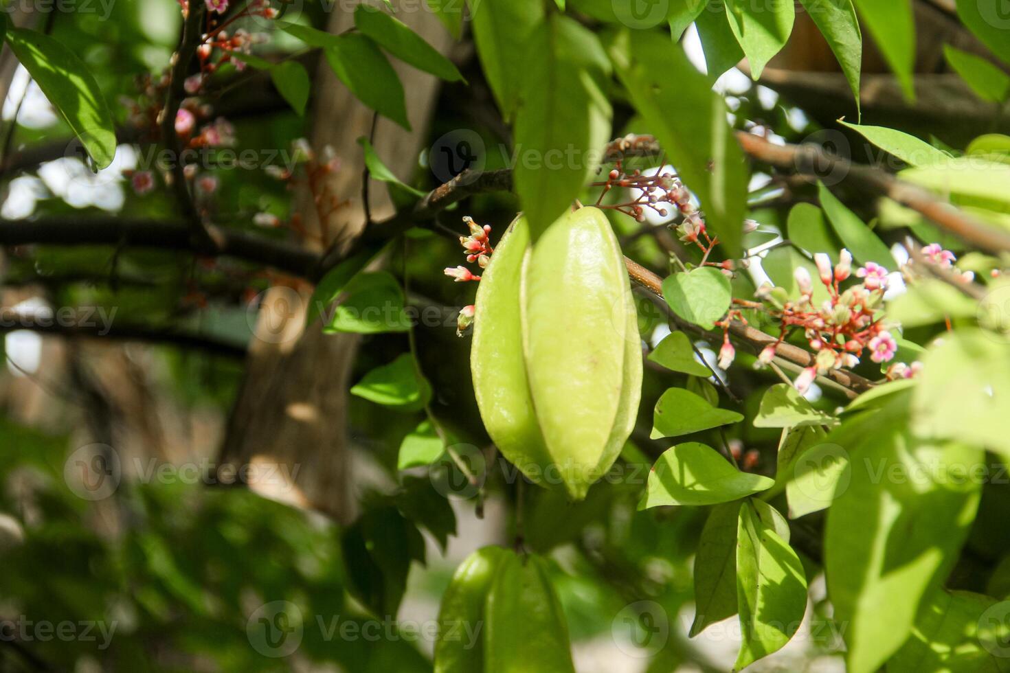 Carambola or star fruit each hanging on the tree photo