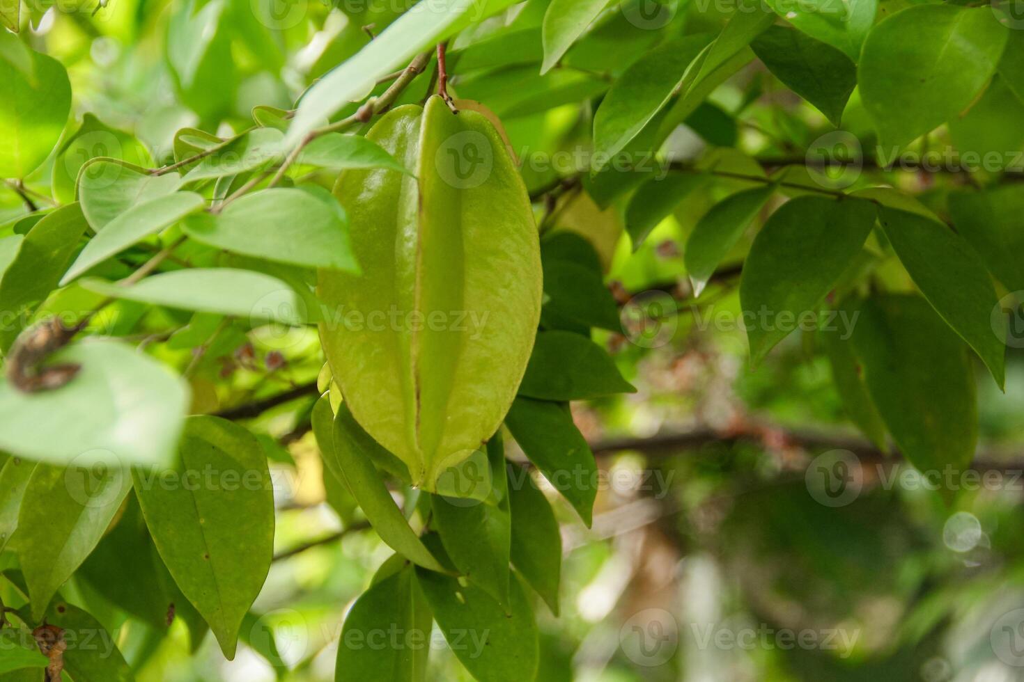 Carambola or star fruit each hanging on the tree photo