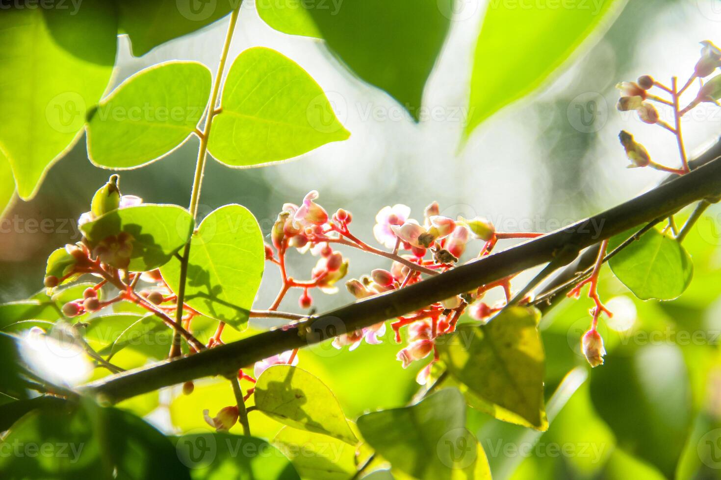 Flowers from the star fruit pistils that bloom before becoming fresh star fruit photo