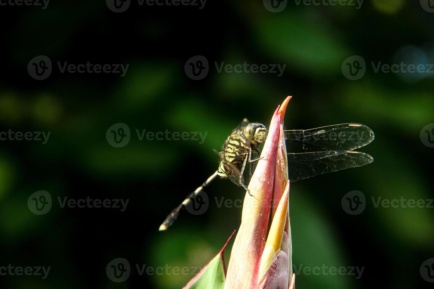Orthetrum Sabina or rhinoceros dragonfly, the slender skimmer or green marsh hawk, is a species of dragonfly in the family Libellulidae. photo