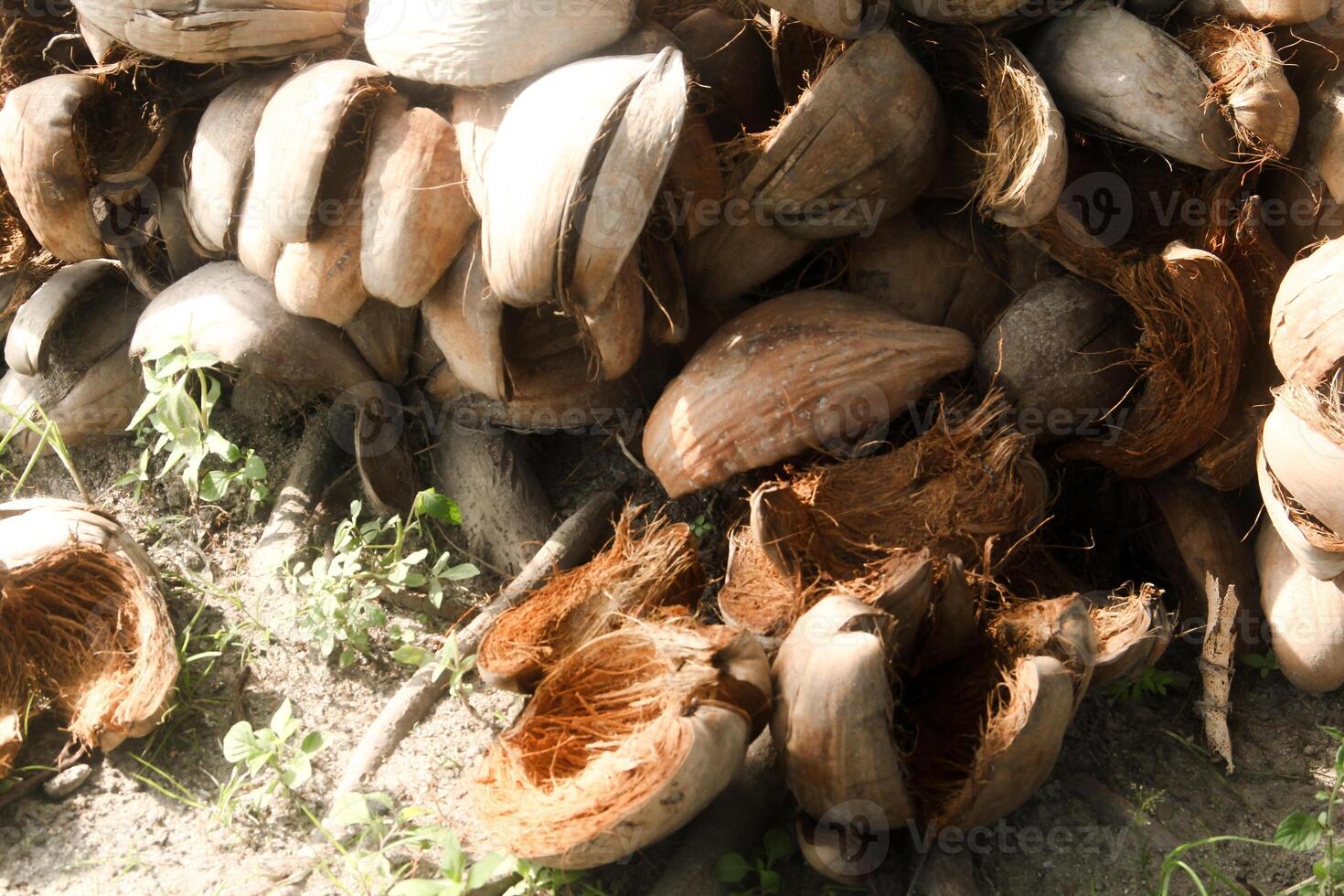 Dried coconut fiber which can be used as raw material for crafts or coco peat for soil fertility photo