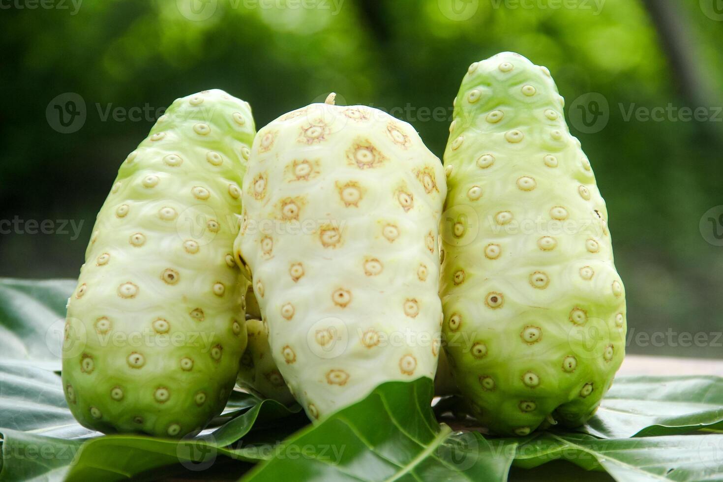 Noni fruit or Morinda citrifolia decorated with fruit and leaves on a natural background photo
