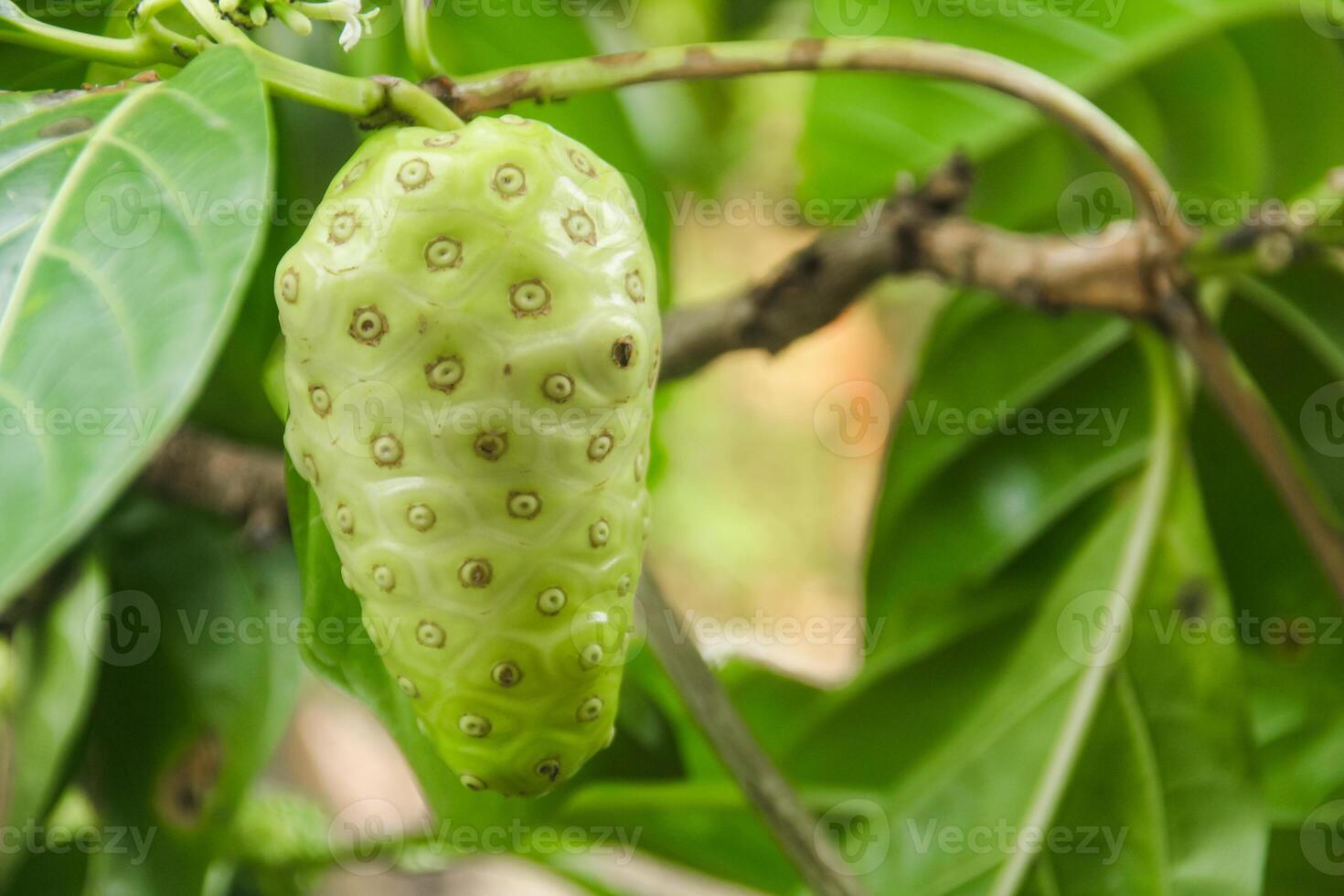 Noni fruit or Morinda citrifolia fruit or Cheese fruit on the tree photo