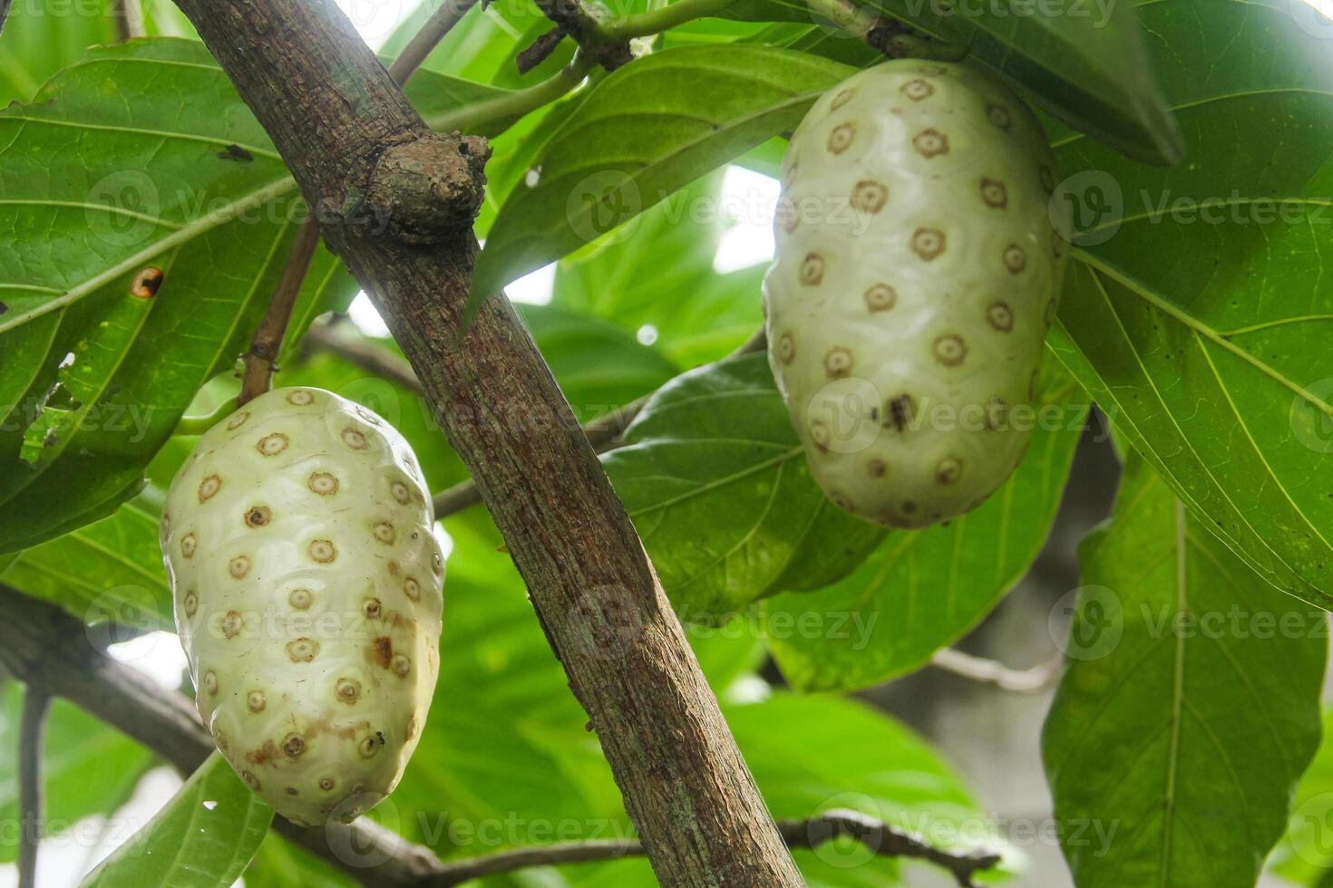 Noni fruit or Morinda citrifolia fruit or Cheese fruit on the tree photo