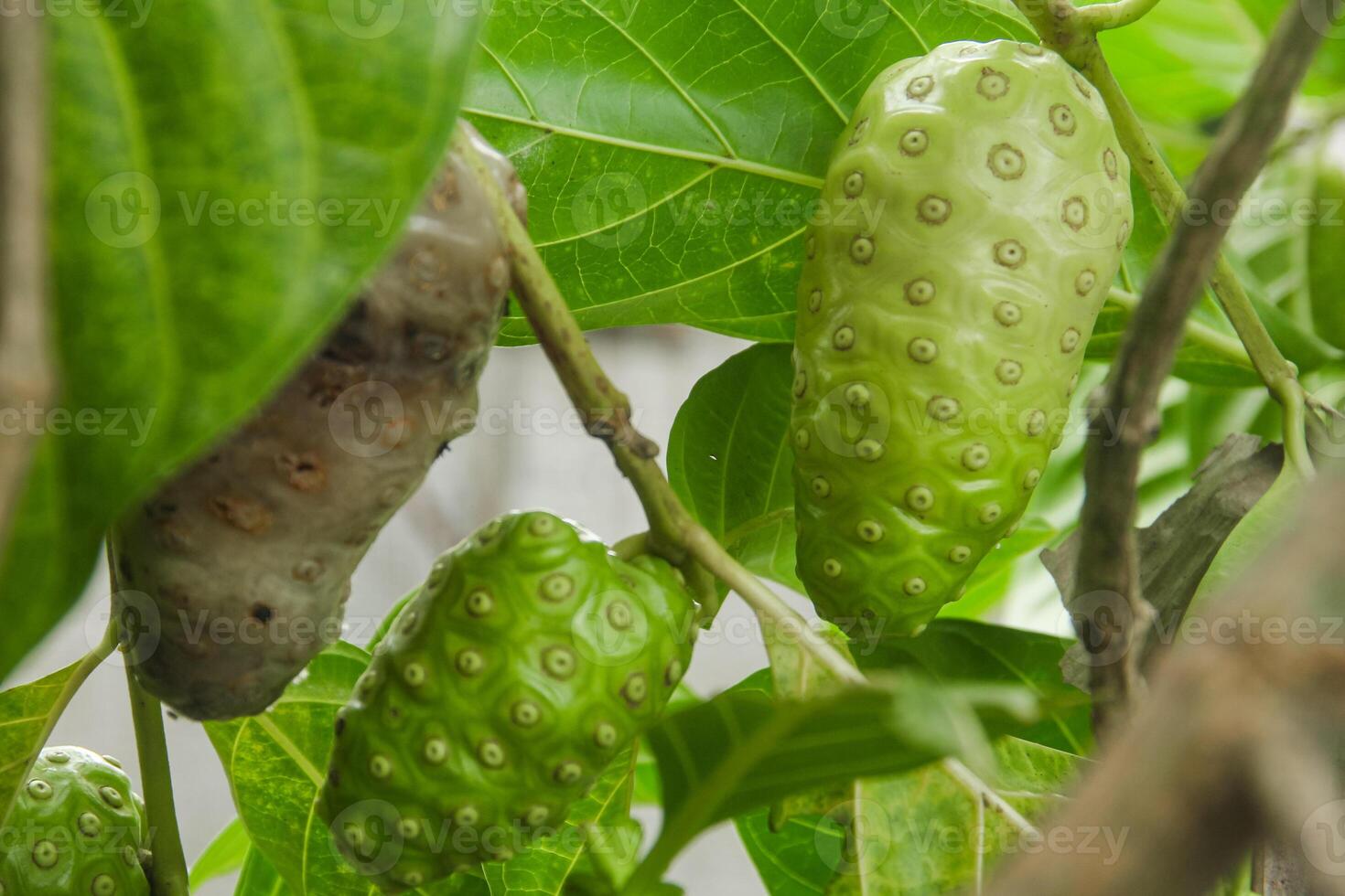 Noni fruit or Morinda citrifolia fruit or Cheese fruit on the tree photo