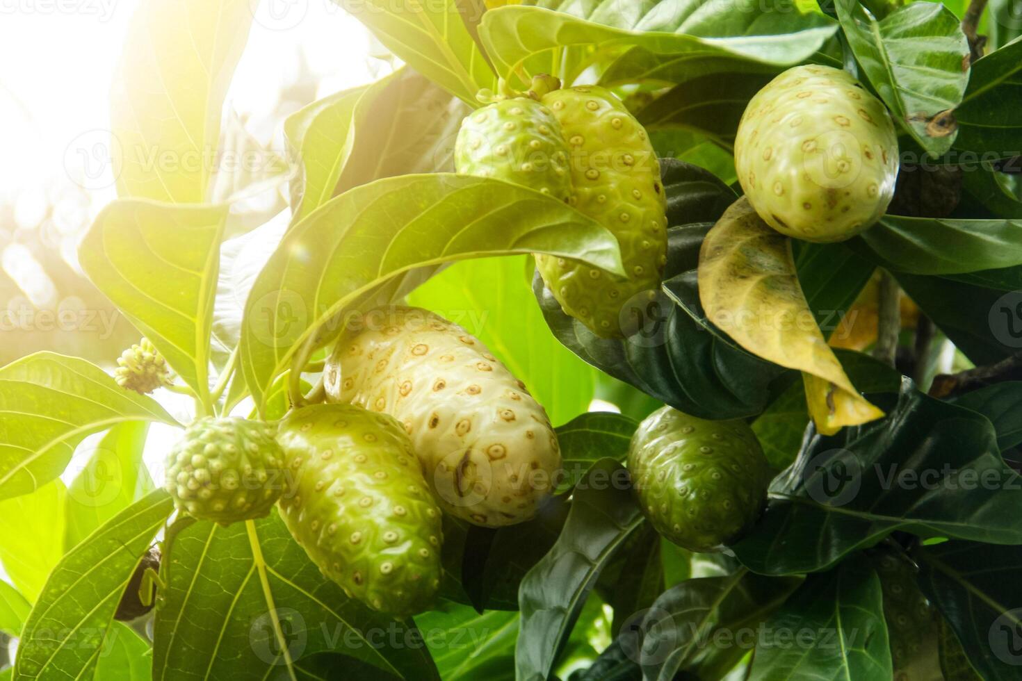 Noni fruit or Morinda citrifolia fruit or Cheese fruit on the tree photo