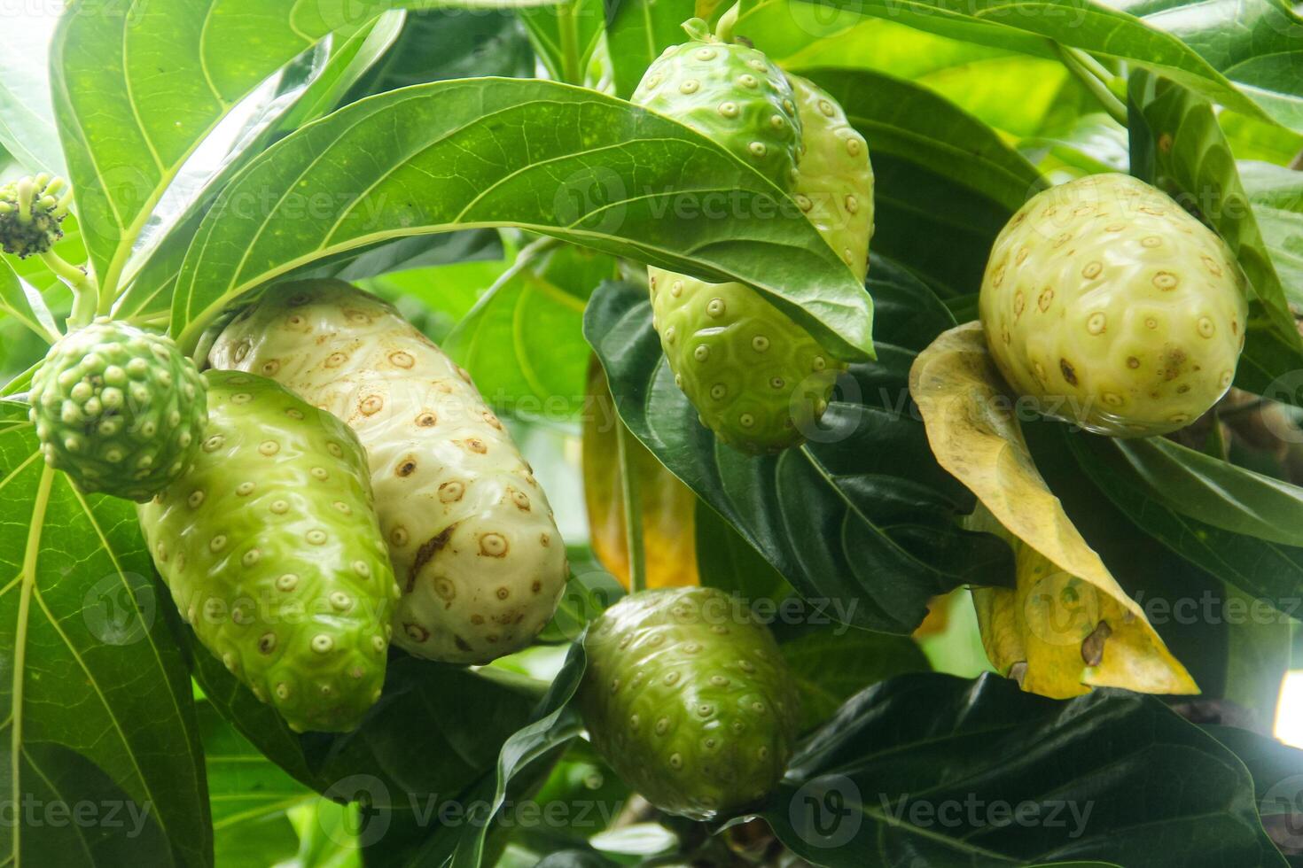 Noni fruit or Morinda citrifolia fruit or Cheese fruit on the tree photo