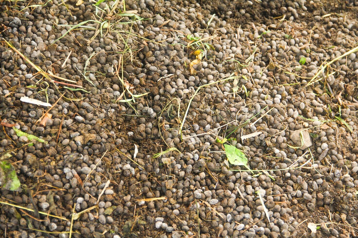 Goat Manure which can be used as organic fertilizer for plants photo