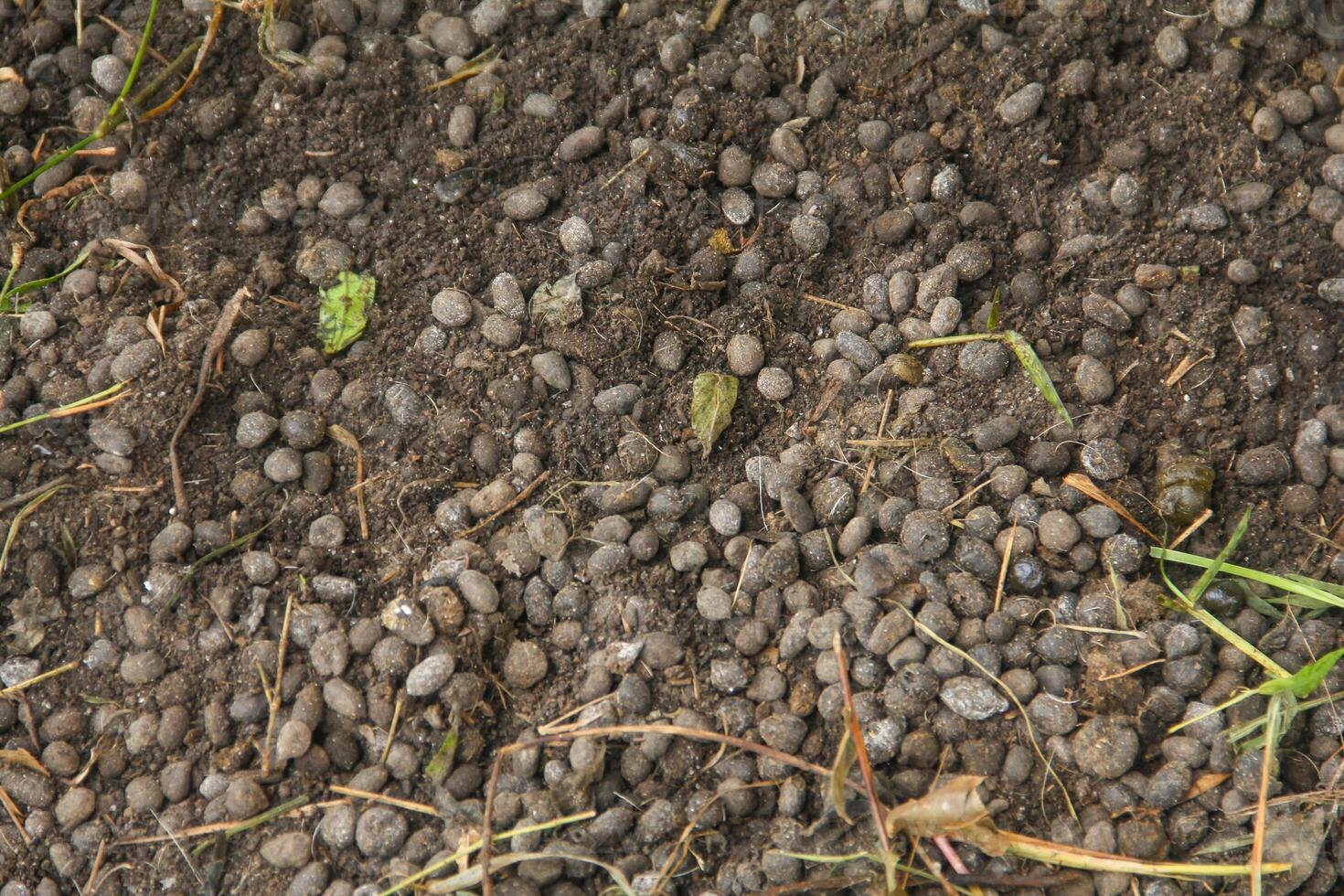 Goat Manure which can be used as organic fertilizer for plants photo