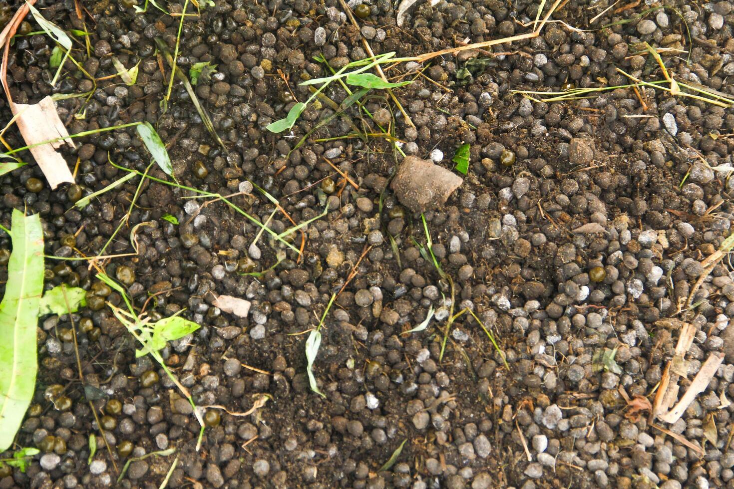 Goat Manure which can be used as organic fertilizer for plants photo