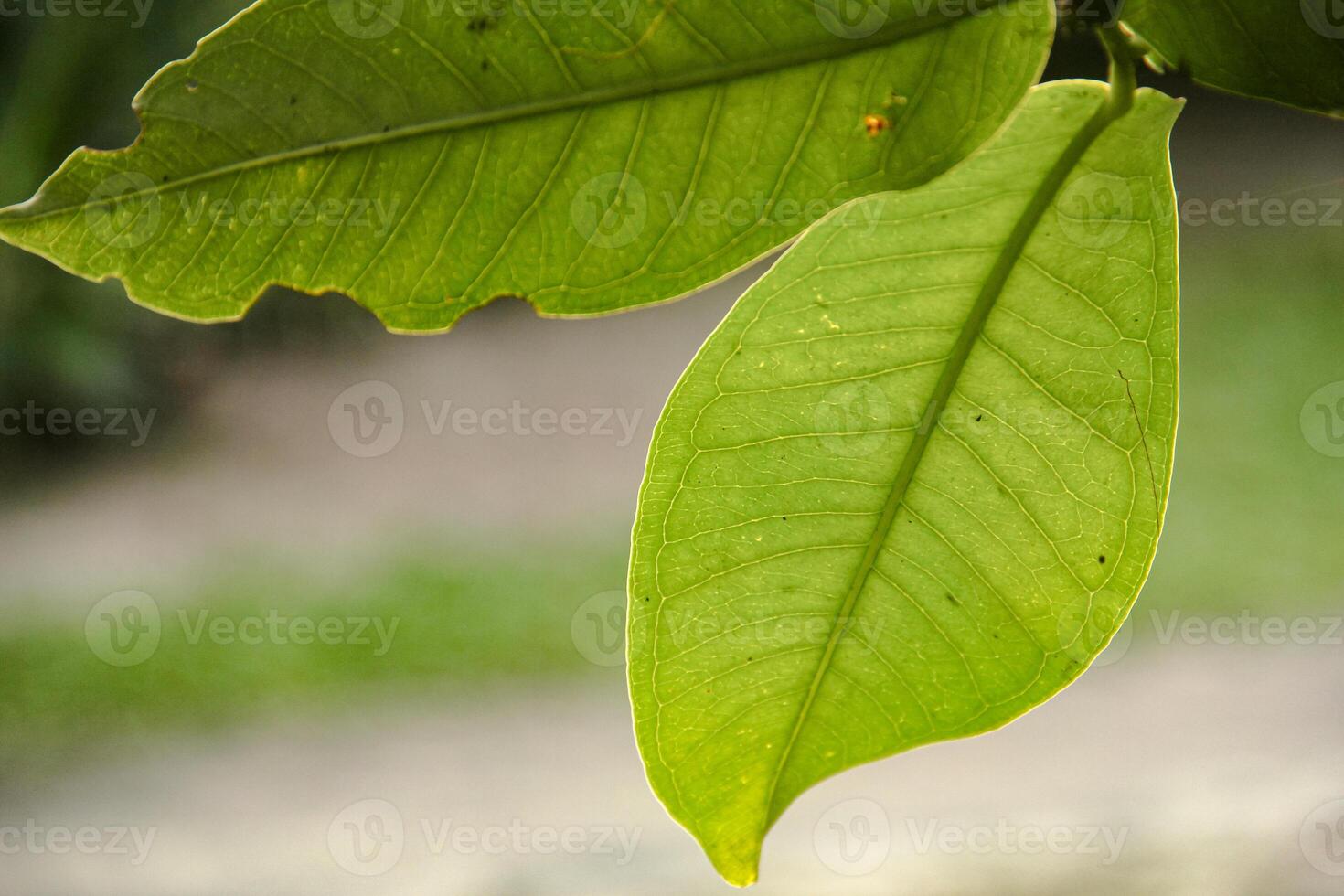 Background of plants and green foliage and beautiful natural leaf structures illuminated by soft morning sunlight photo