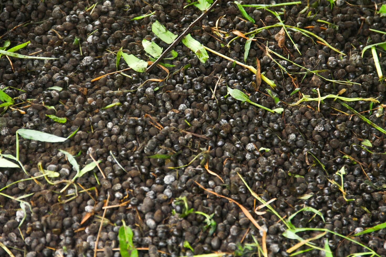 Goat Manure which can be used as organic fertilizer for plants photo