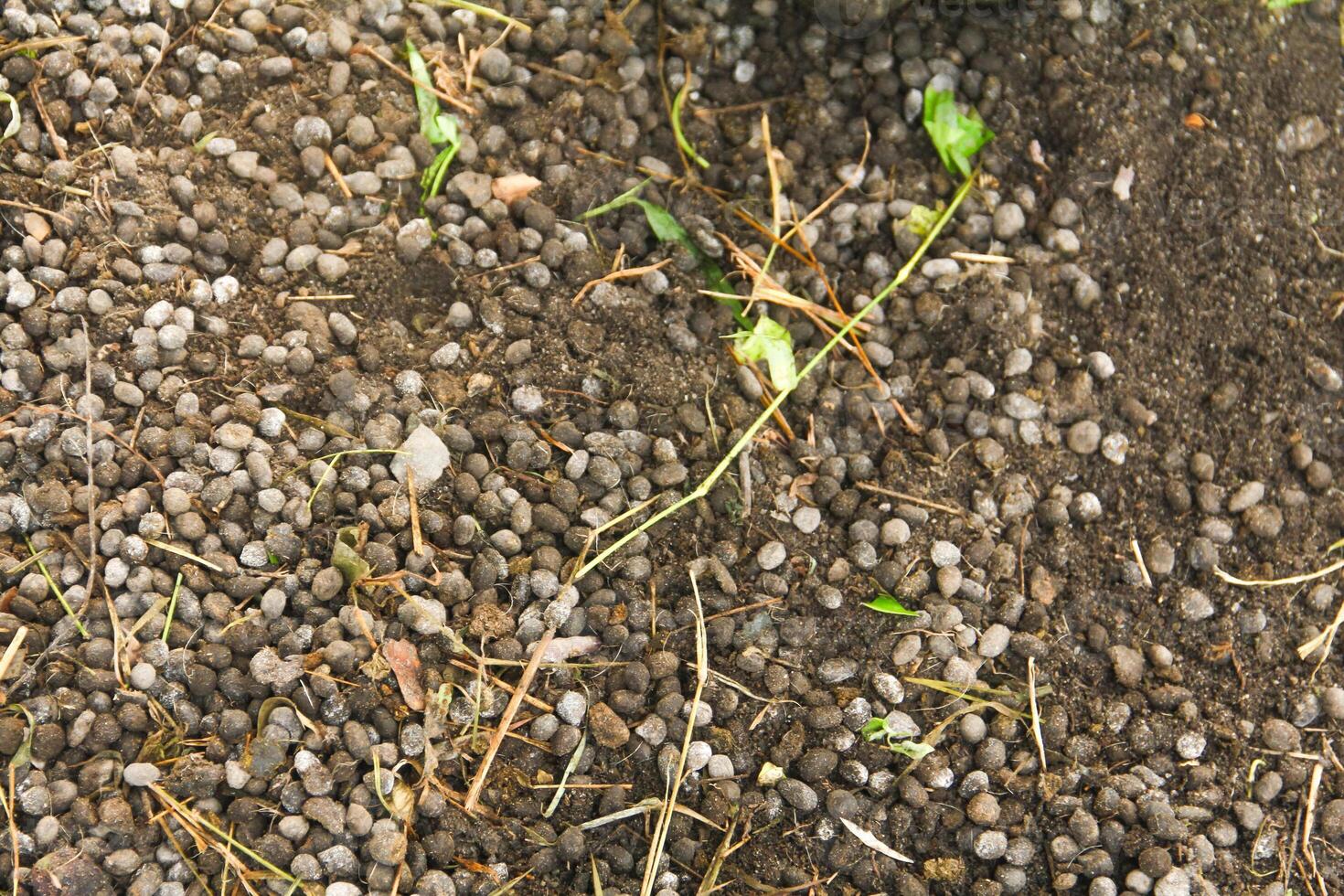 Goat Manure which can be used as organic fertilizer for plants photo