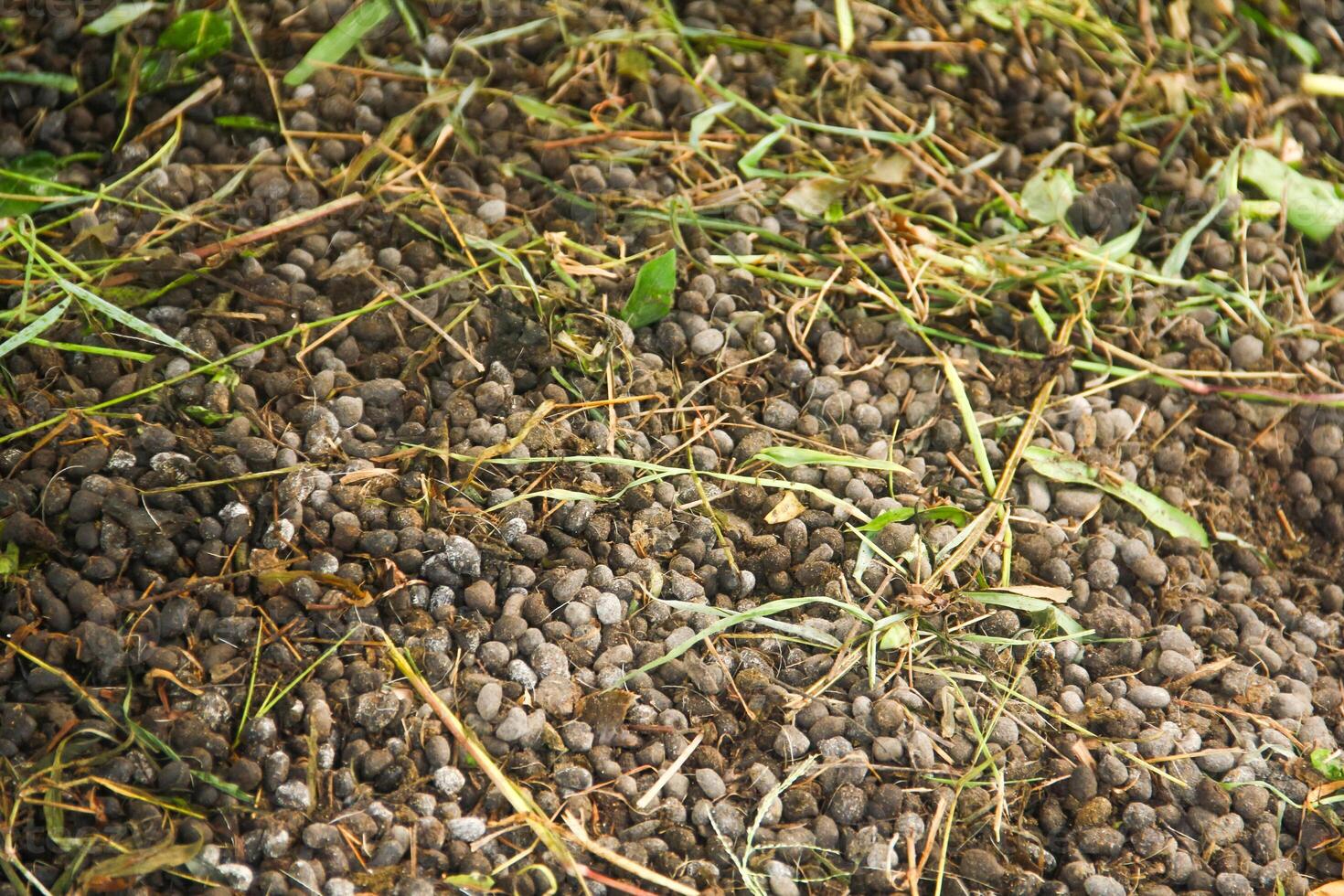 Goat Manure which can be used as organic fertilizer for plants photo