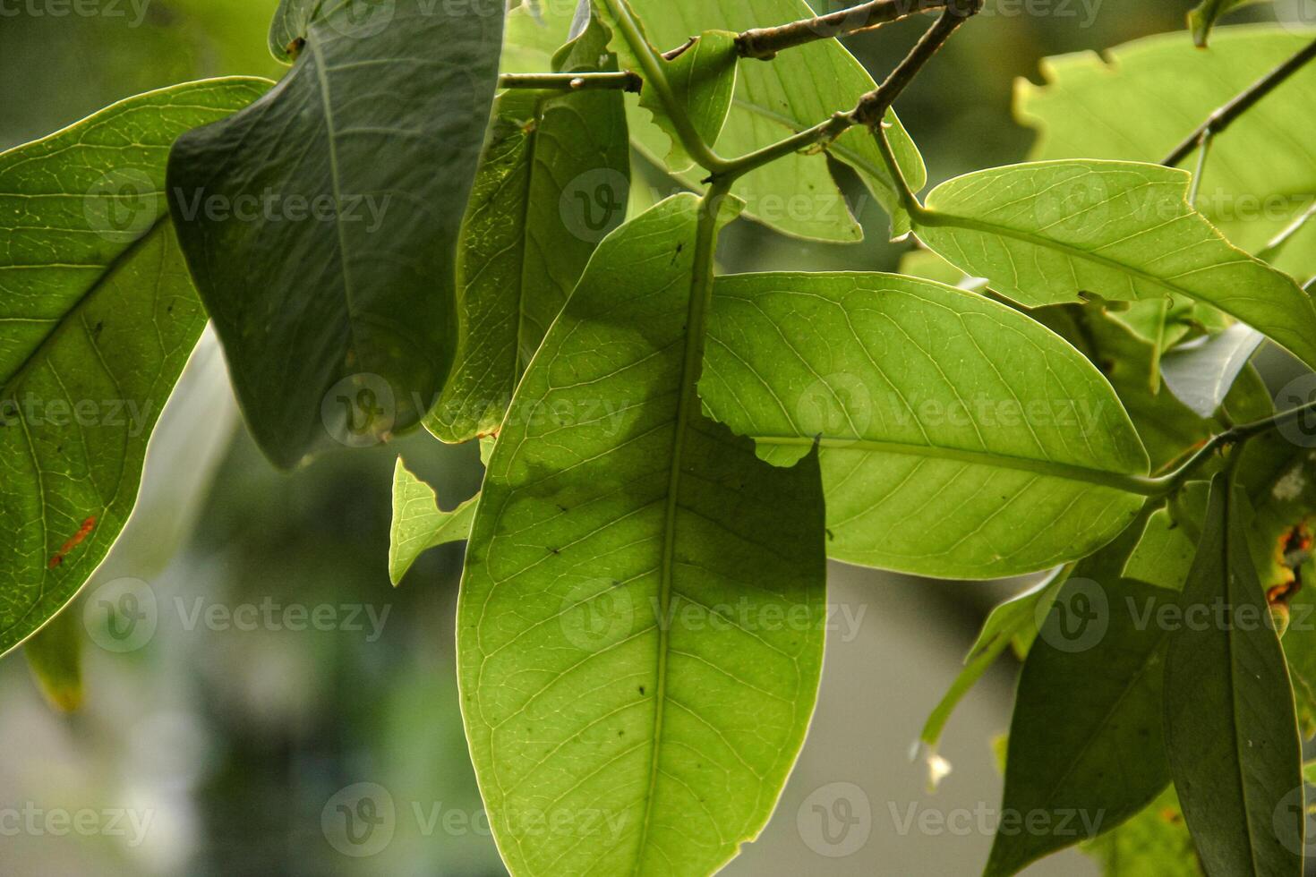 Background of plants and green foliage and beautiful natural leaf structures illuminated by soft morning sunlight photo