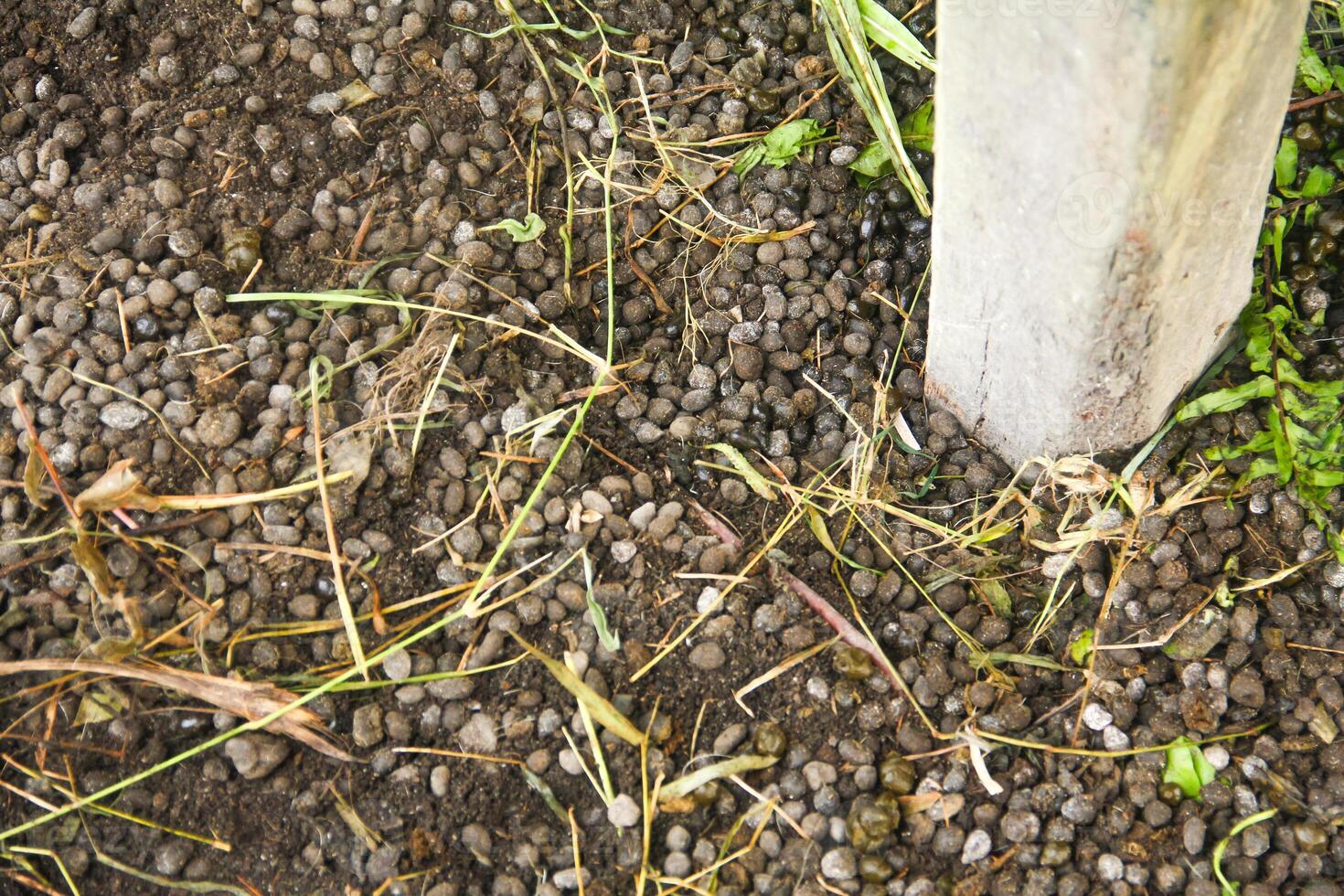 Goat Manure which can be used as organic fertilizer for plants photo