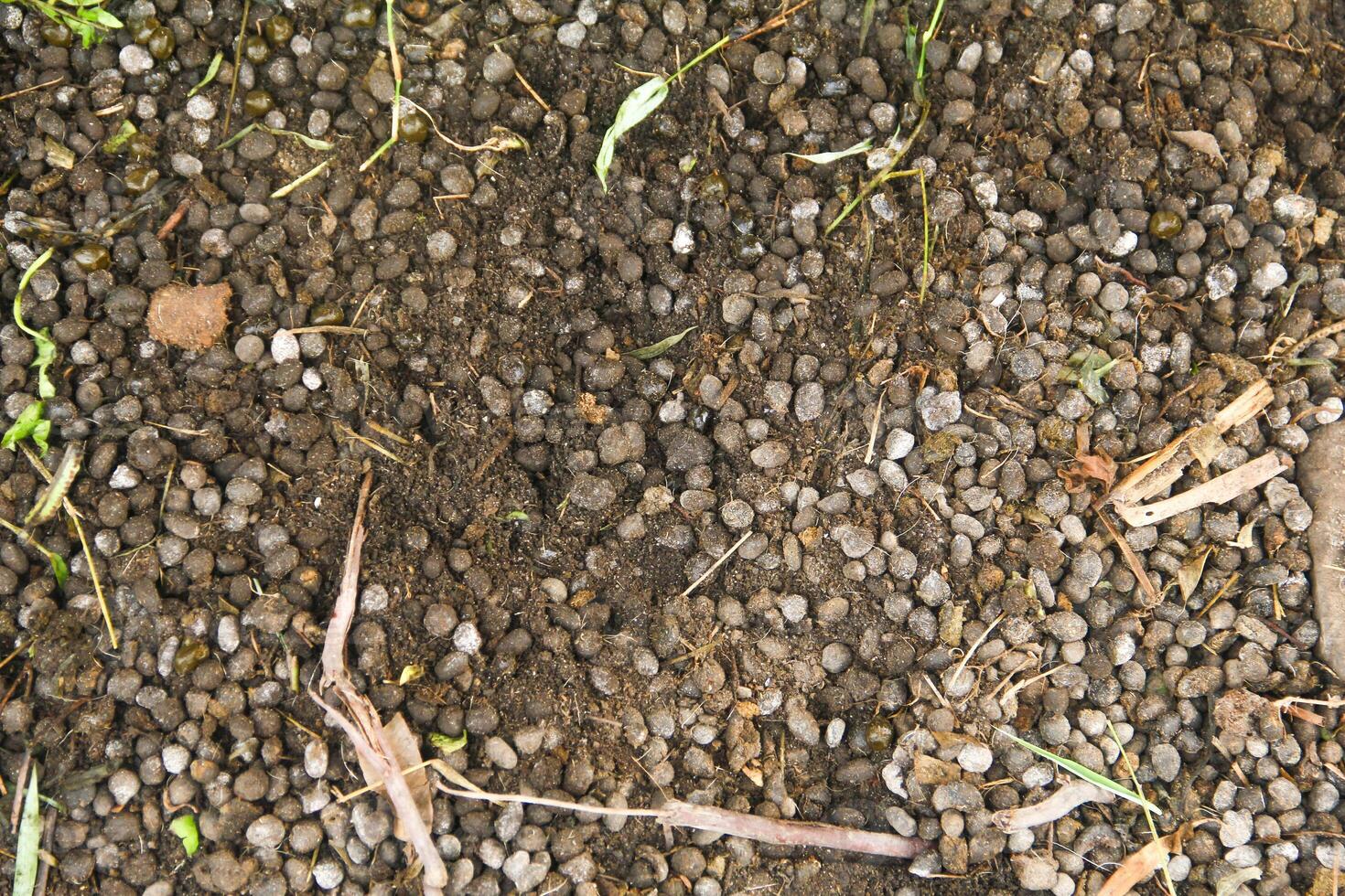 Goat Manure which can be used as organic fertilizer for plants photo