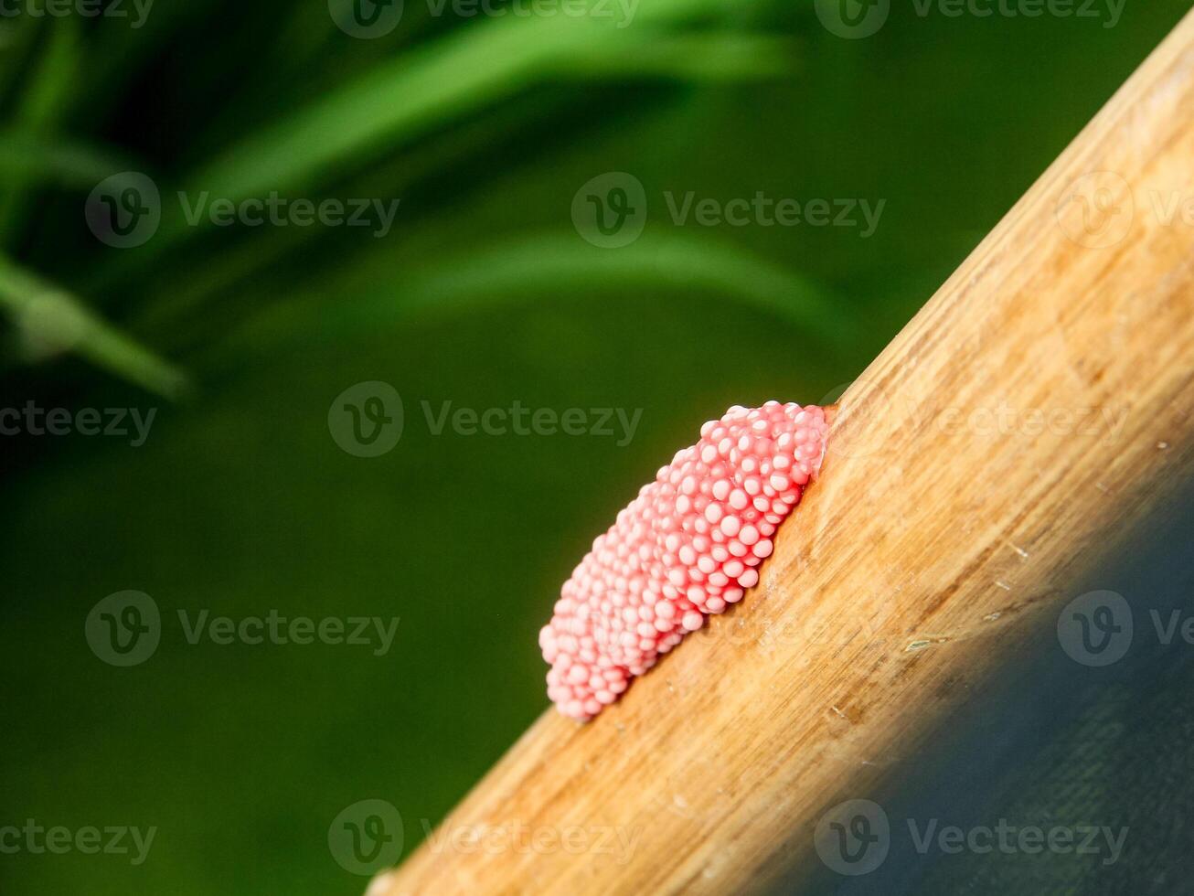 Rice snail eggs are pink in color around rice fields photo