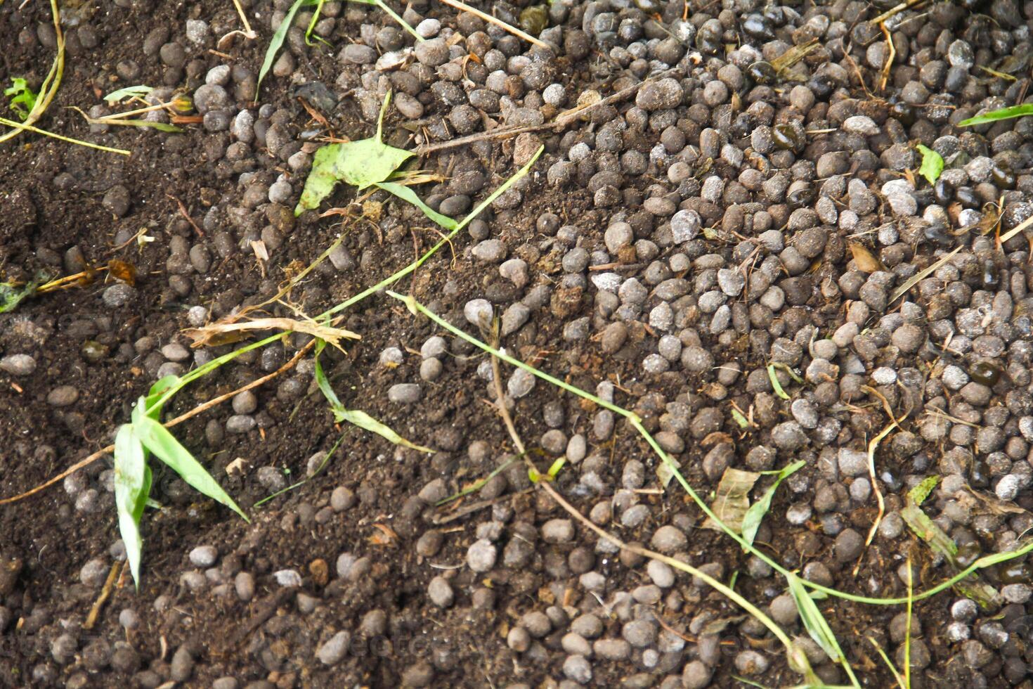Goat Manure which can be used as organic fertilizer for plants photo