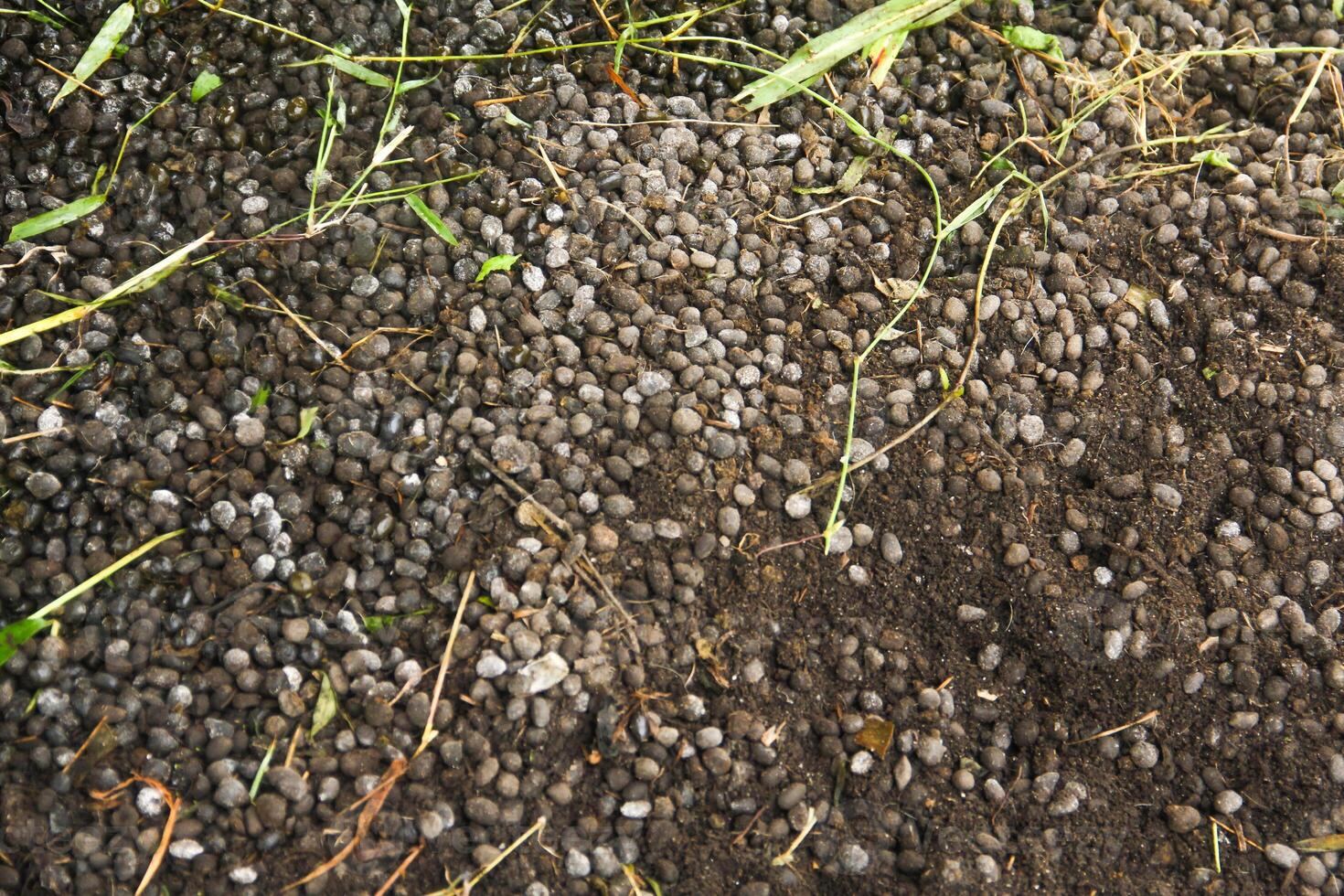 Goat Manure which can be used as organic fertilizer for plants photo
