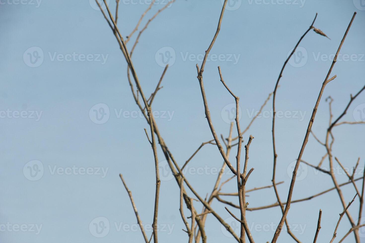 Dry trees with their leaves falling off leaving only their trunks and twigs photo