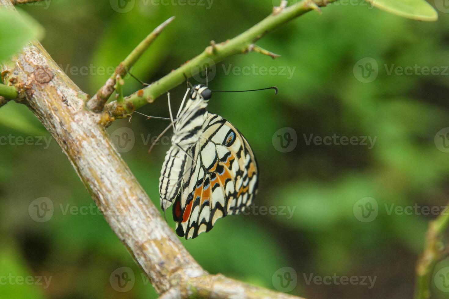 Papilio Demoleus or lime butterfly, beautiful butterfly perched on a lime tree photo