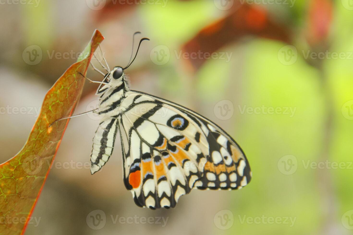 Papilio Demoleus or lime butterfly, which perched on flowering plants, is called lime butterfly because the larvae of this butterfly are pests on lime plants photo