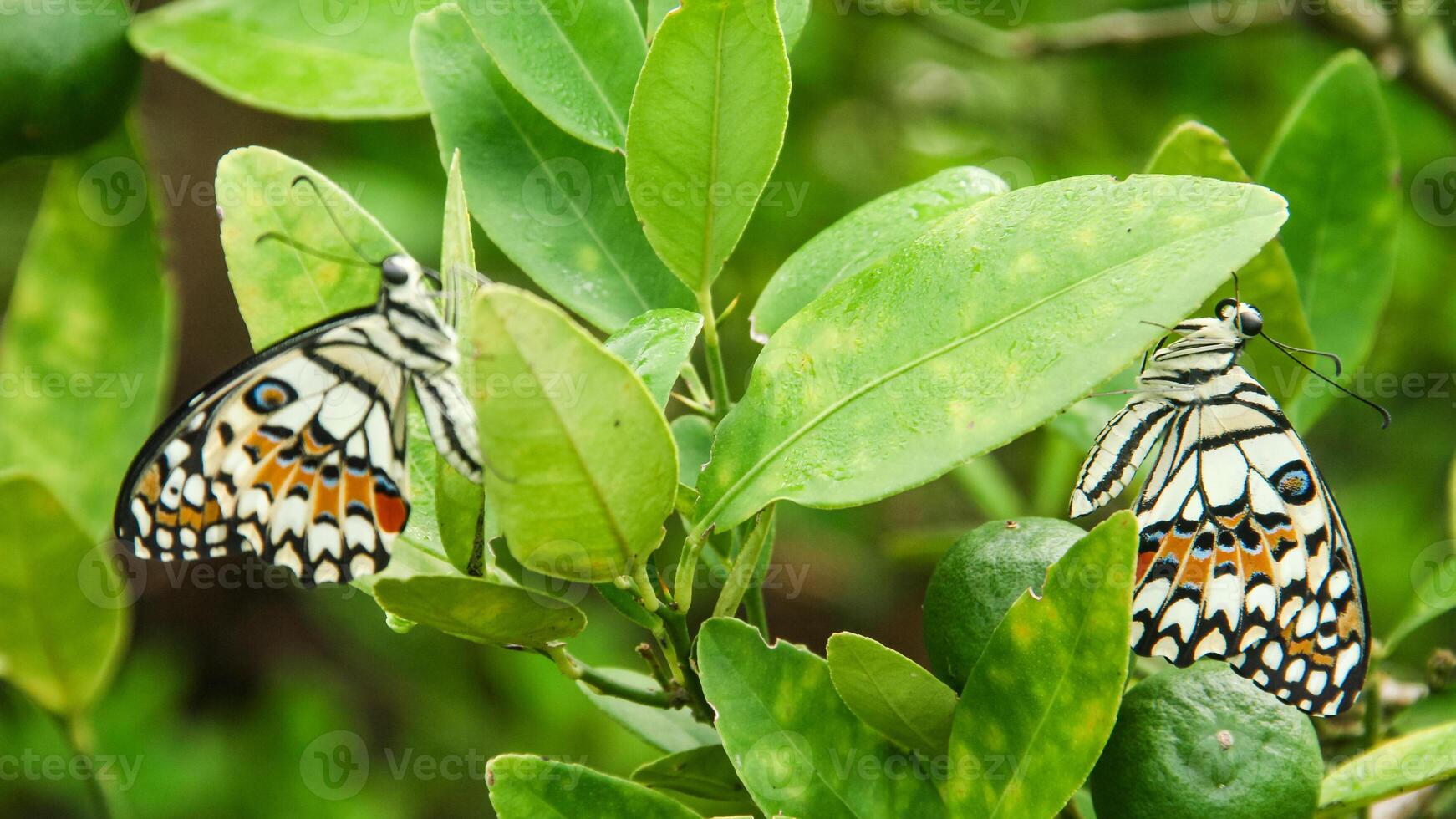 Papilio Demoleus or lime butterfly, beautiful butterfly perched on a lime tree photo