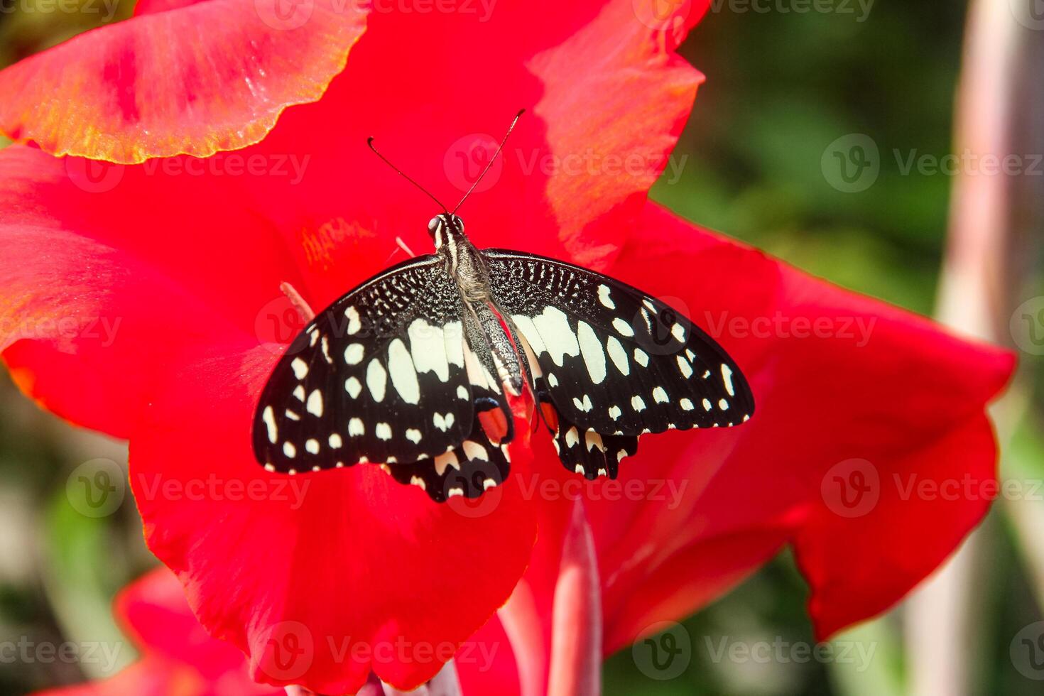 Papilio Demoleus or lime butterfly, which perched on flowering plants, is called lime butterfly because the larvae of this butterfly are pests on lime plants photo