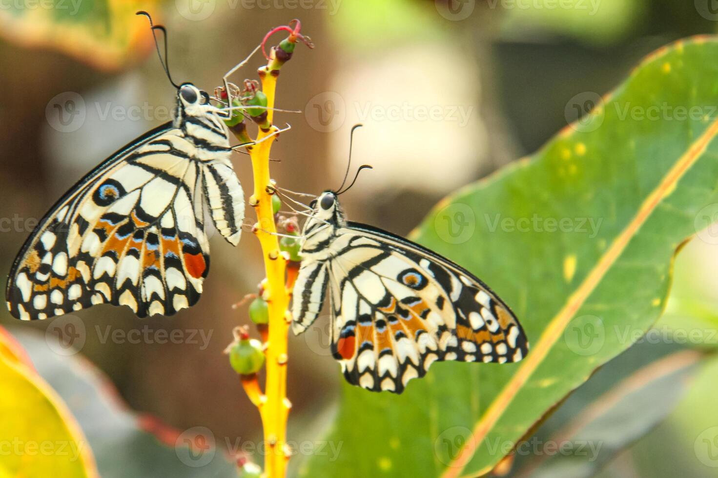 Papilio Demoleus or lime butterfly, which perched on flowering plants, is called lime butterfly because the larvae of this butterfly are pests on lime plants photo