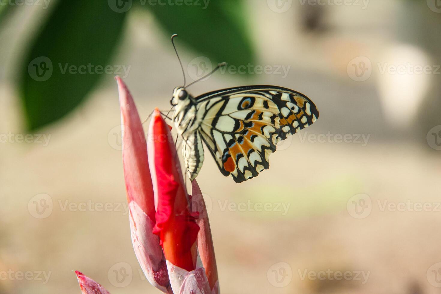 Papilio Demoleus or lime butterfly, which perched on flowering plants, is called lime butterfly because the larvae of this butterfly are pests on lime plants photo