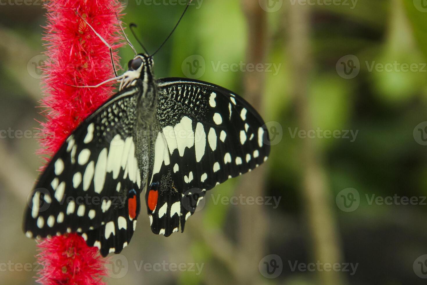 Papilio Demoleus or lime butterfly, which perched on flowering plants, is called lime butterfly because the larvae of this butterfly are pests on lime plants photo