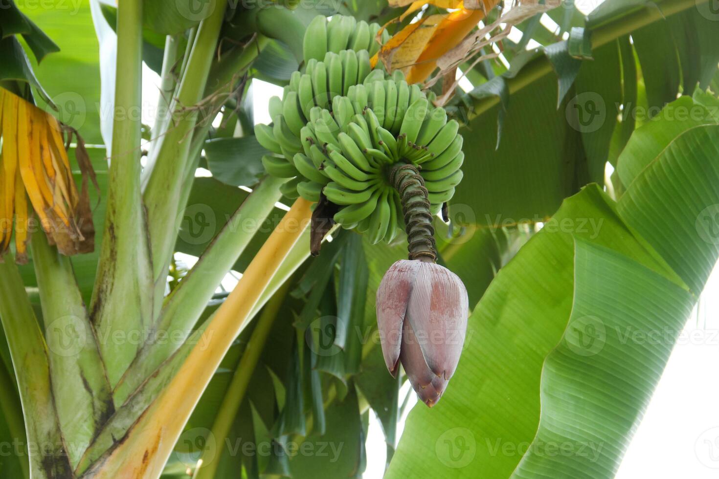 Banana blossoms and green bananas that are still on the tree photo