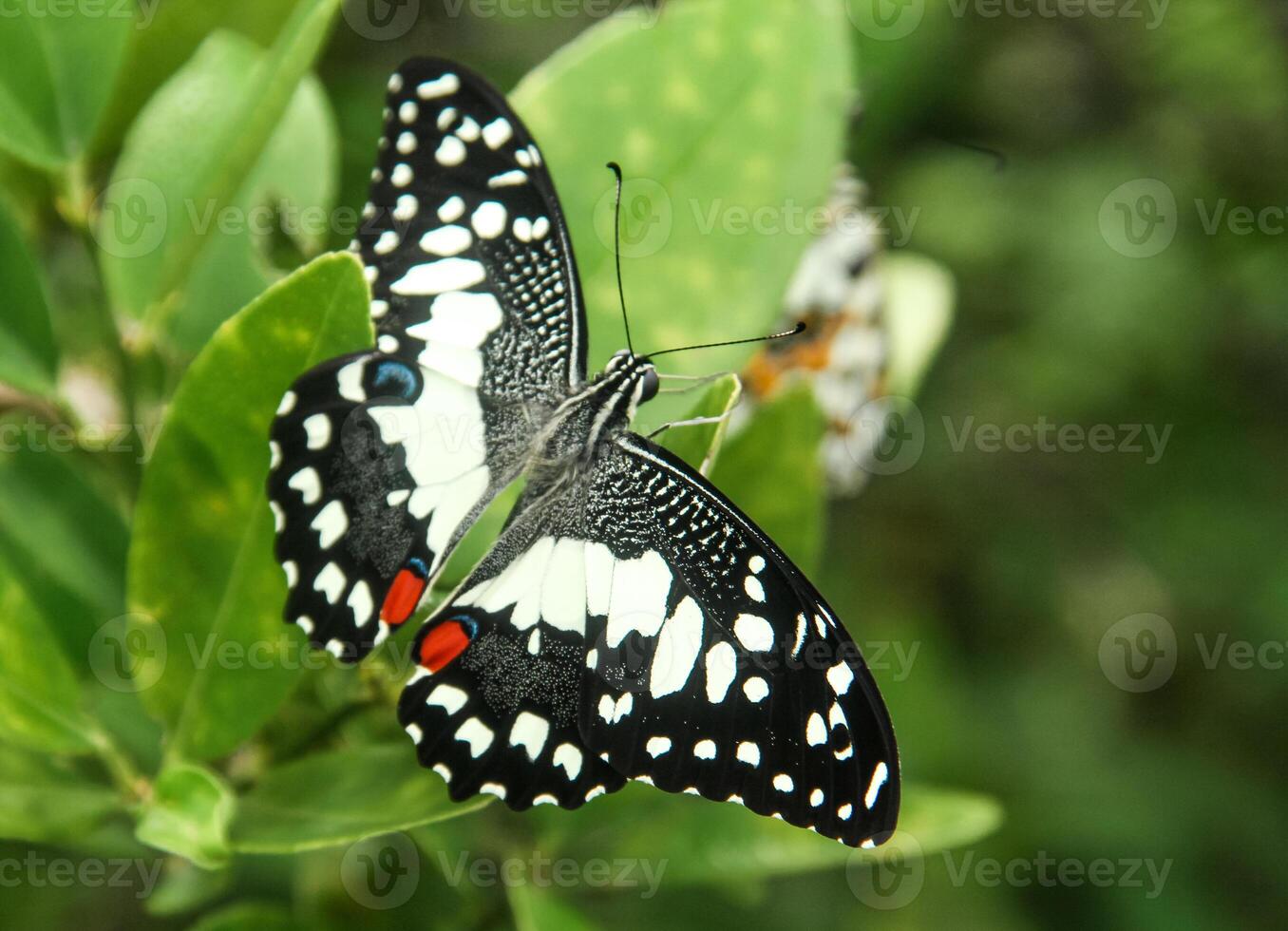 Papilio Demoleus or lime butterfly, beautiful butterfly perched on a lime tree photo