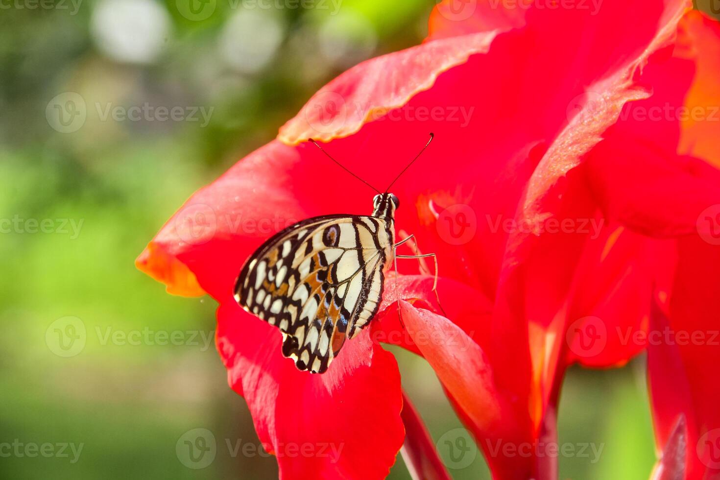Papilio Demoleus or lime butterfly, which perched on flowering plants, is called lime butterfly because the larvae of this butterfly are pests on lime plants photo