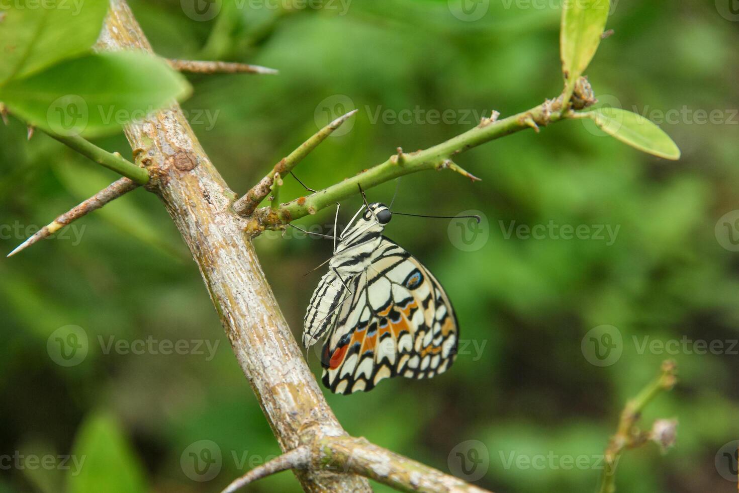 Papilio Demoleus or lime butterfly, beautiful butterfly perched on a lime tree photo