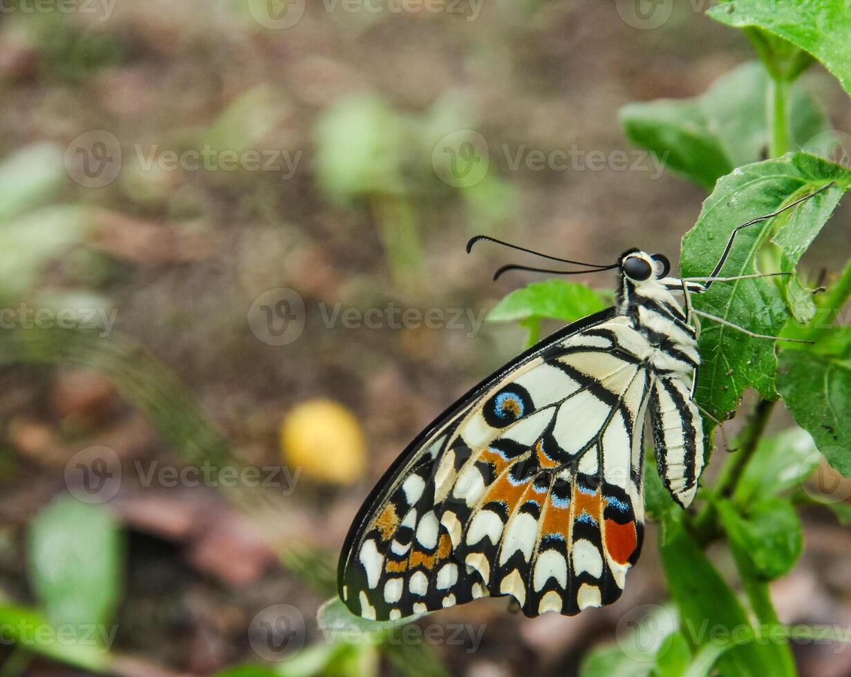 Papilio Demoleus or lime butterfly, which perched on flowering plants, is called lime butterfly because the larvae of this butterfly are pests on lime plants photo