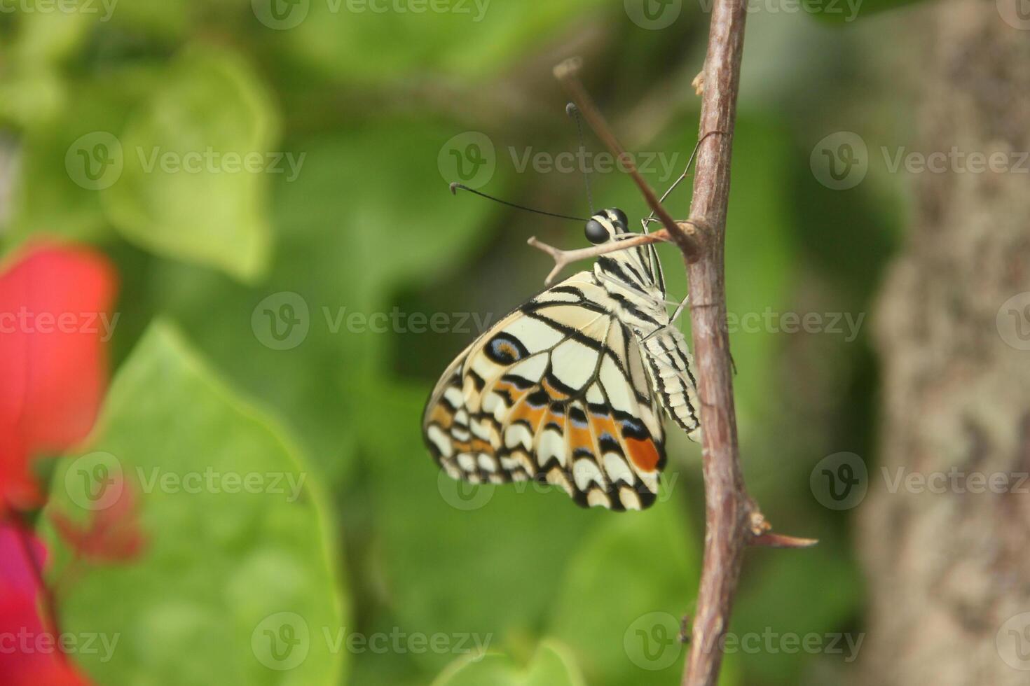 Papilio Demoleus or lime butterfly, which perched on flowering plants, is called lime butterfly because the larvae of this butterfly are pests on lime plants photo