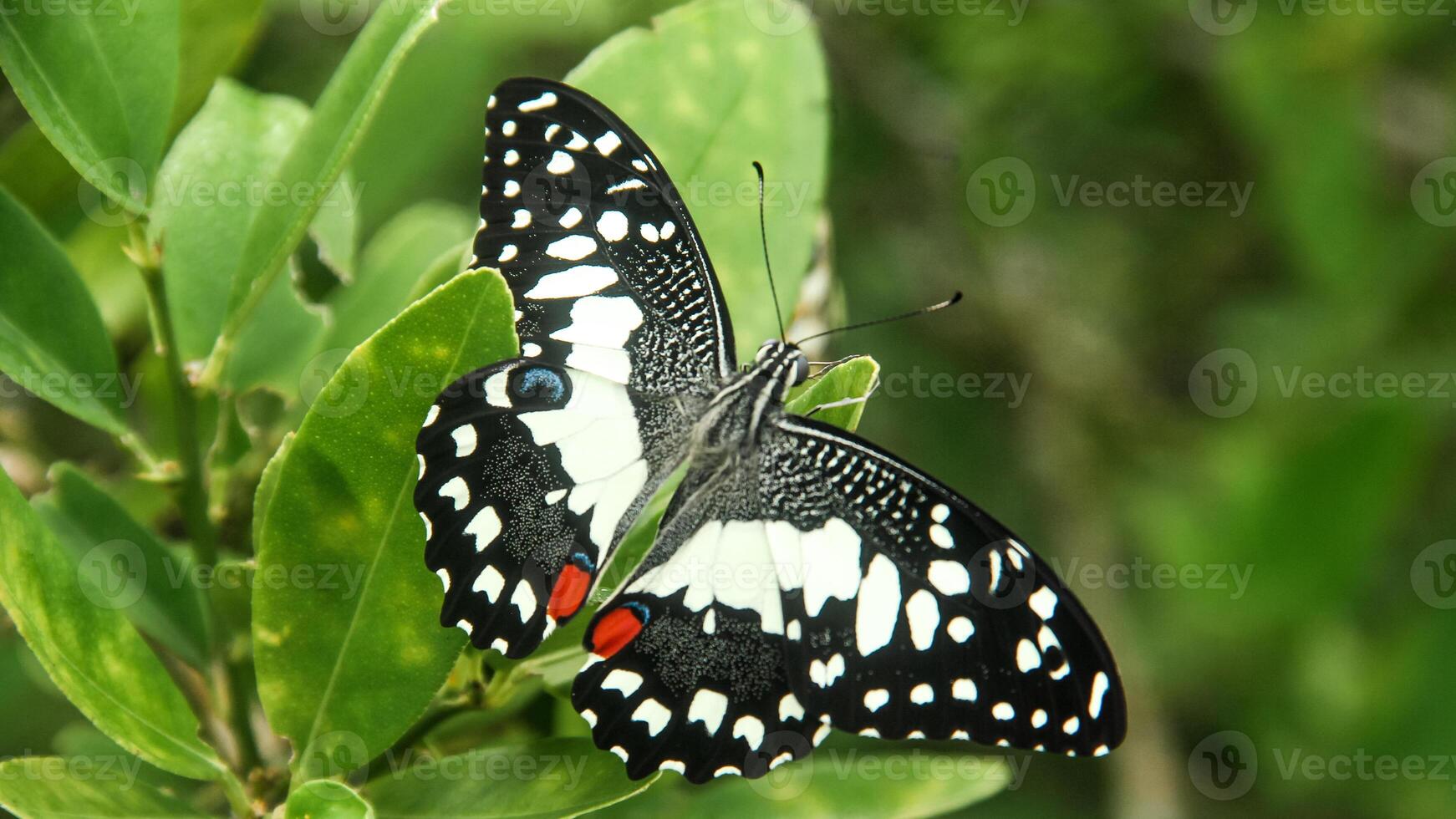 Papilio Demoleus or lime butterfly, beautiful butterfly perched on a lime tree photo