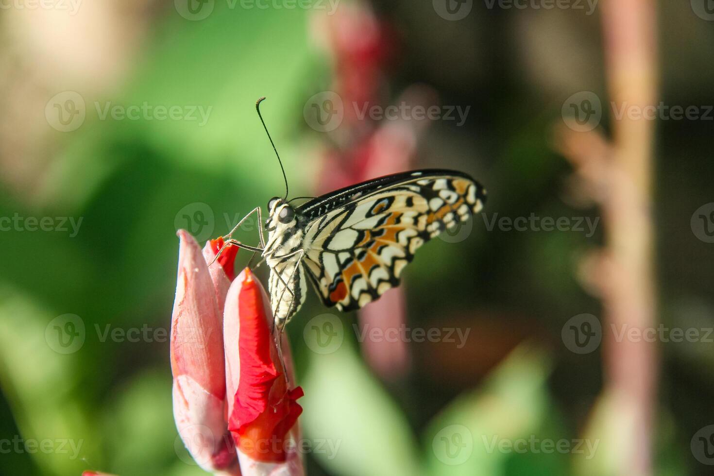 Papilio Demoleus or lime butterfly, which perched on flowering plants, is called lime butterfly because the larvae of this butterfly are pests on lime plants photo