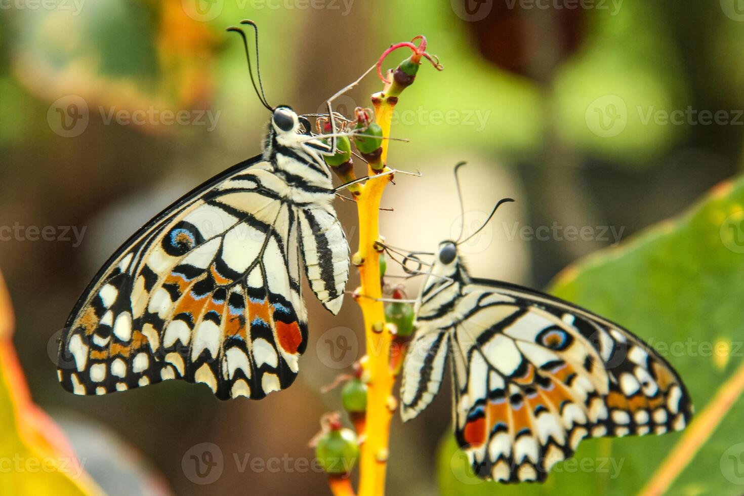 Papilio Demoleus or lime butterfly, which perched on flowering plants, is called lime butterfly because the larvae of this butterfly are pests on lime plants photo
