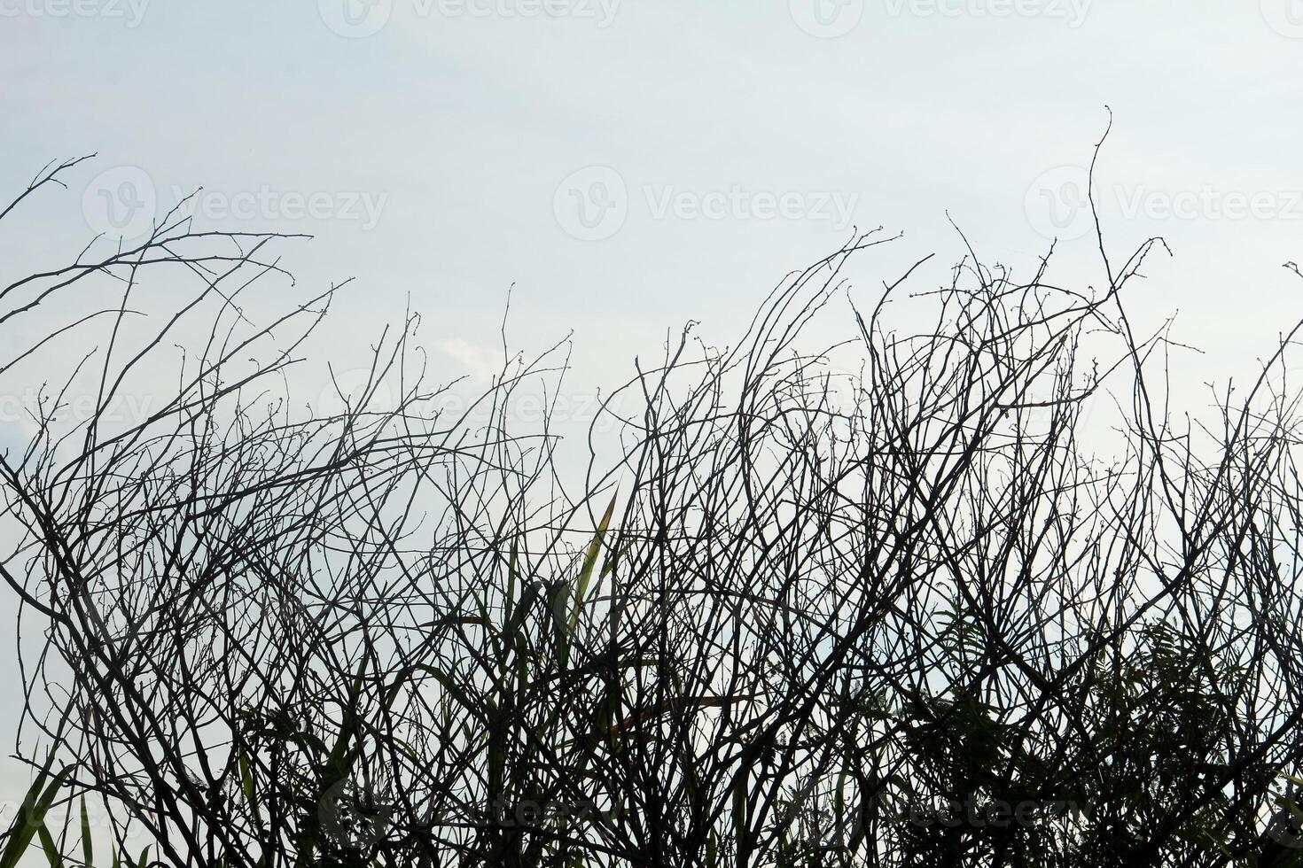 Dry trees with their leaves falling off leaving only their trunks and twigs photo