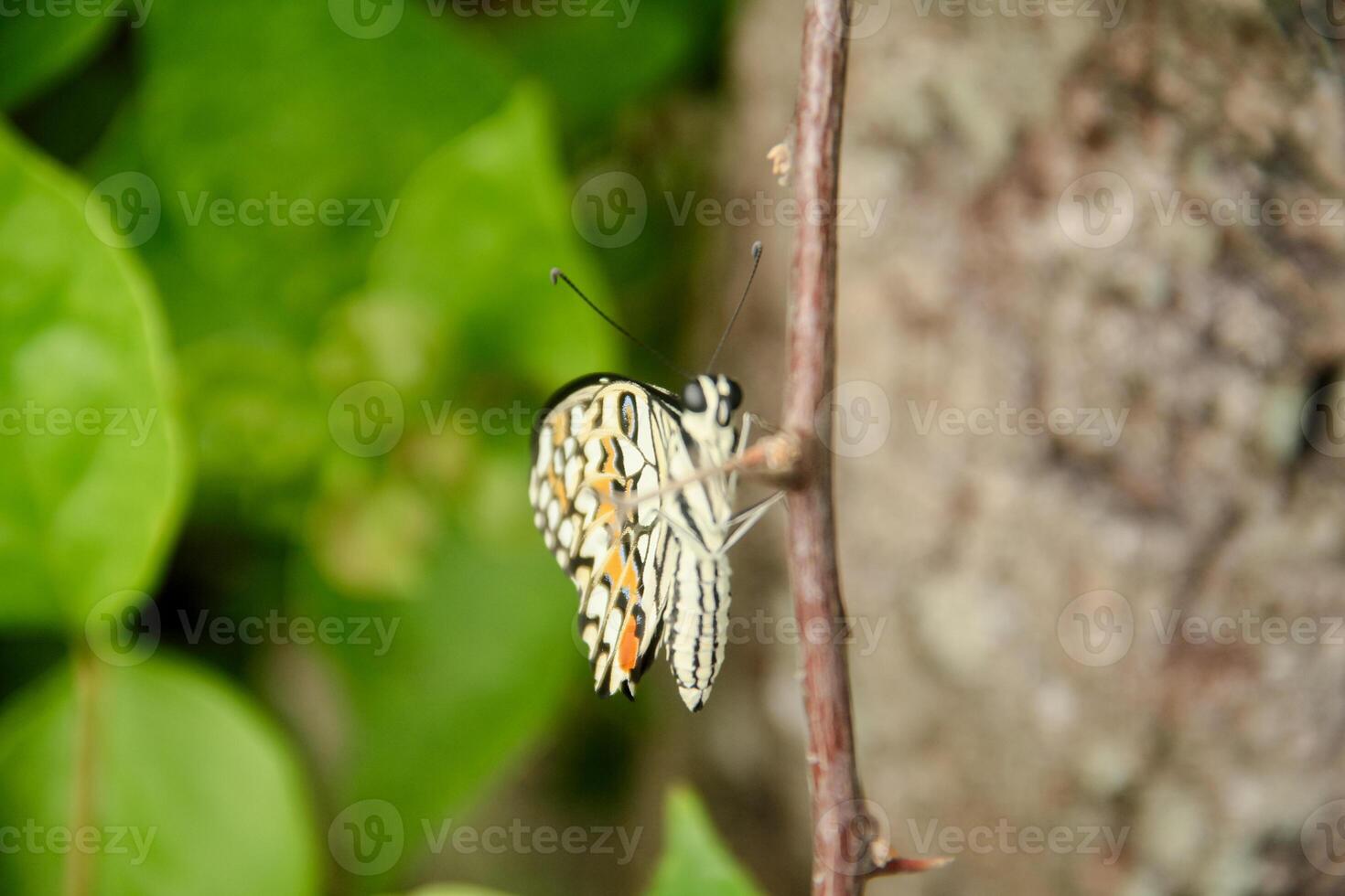 Papilio Demoleus or lime butterfly, which perched on flowering plants, is called lime butterfly because the larvae of this butterfly are pests on lime plants photo