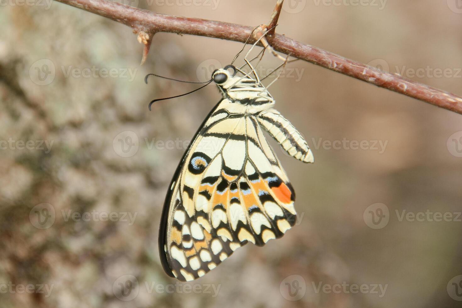 Papilio Demoleus or lime butterfly, which perched on flowering plants, is called lime butterfly because the larvae of this butterfly are pests on lime plants photo